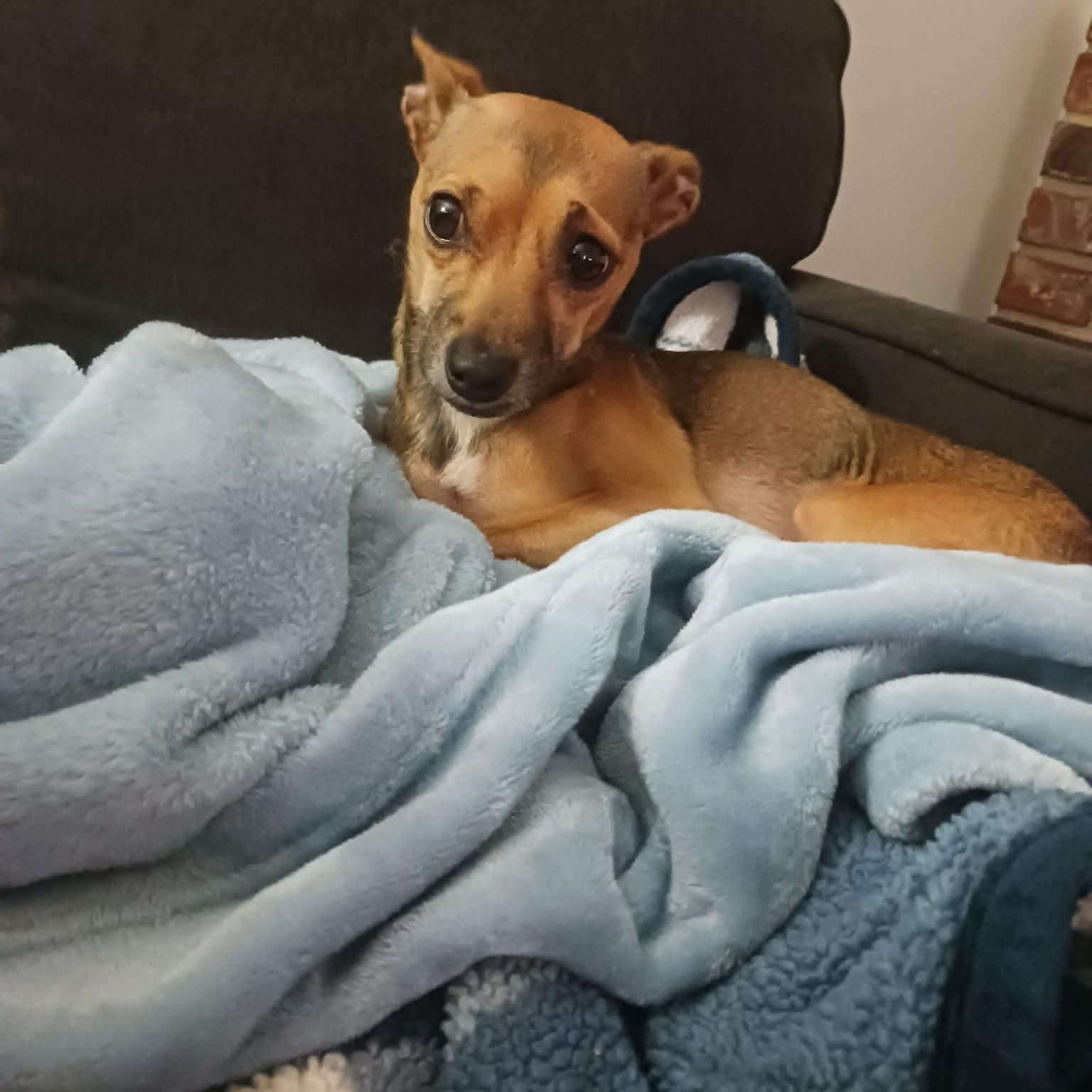 Lucy Lu, a Adoptable mixed breed in Greenville, SC image 2/4