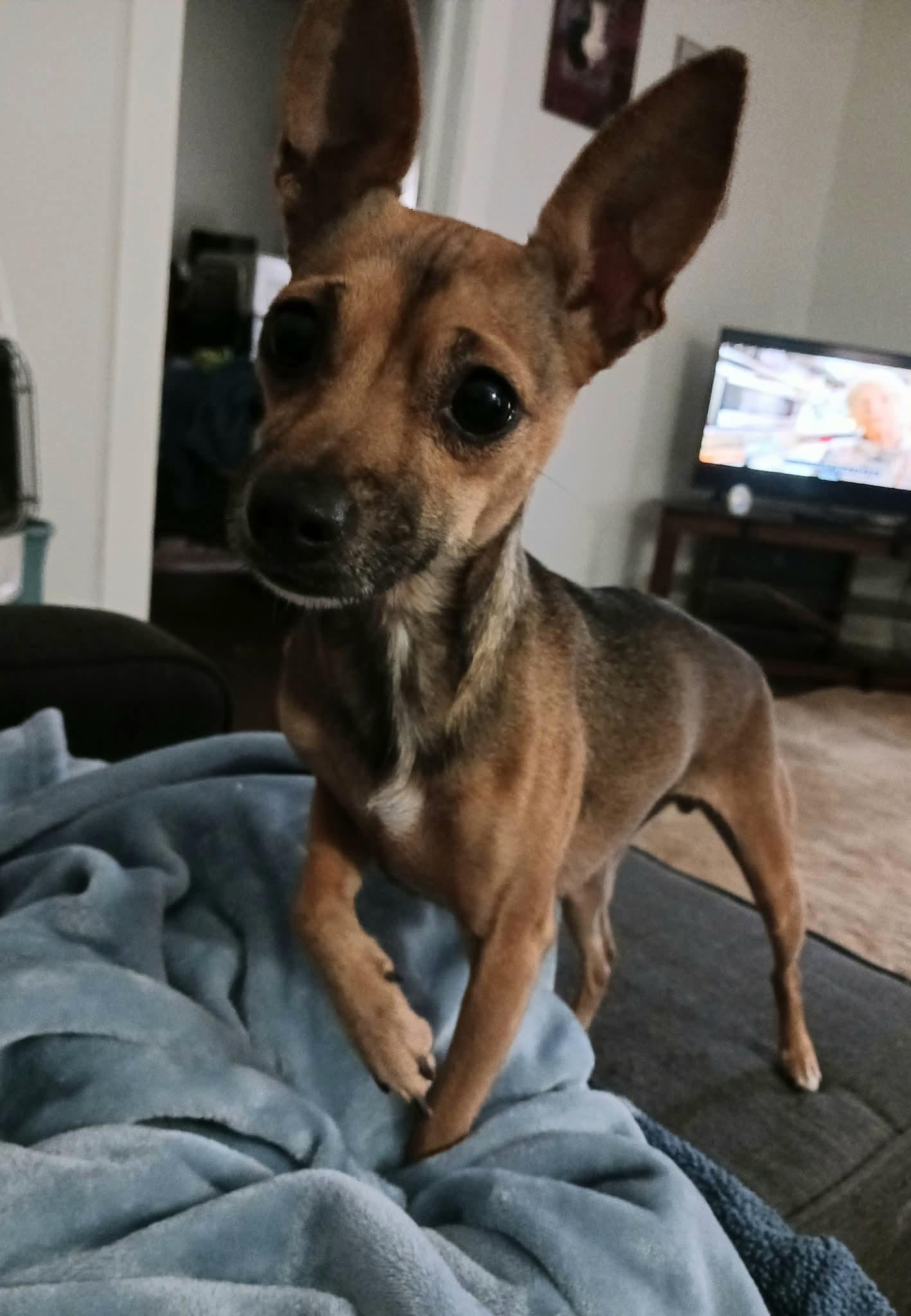 Lucy Lu, a Adoptable mixed breed in Greenville, SC image 3/4