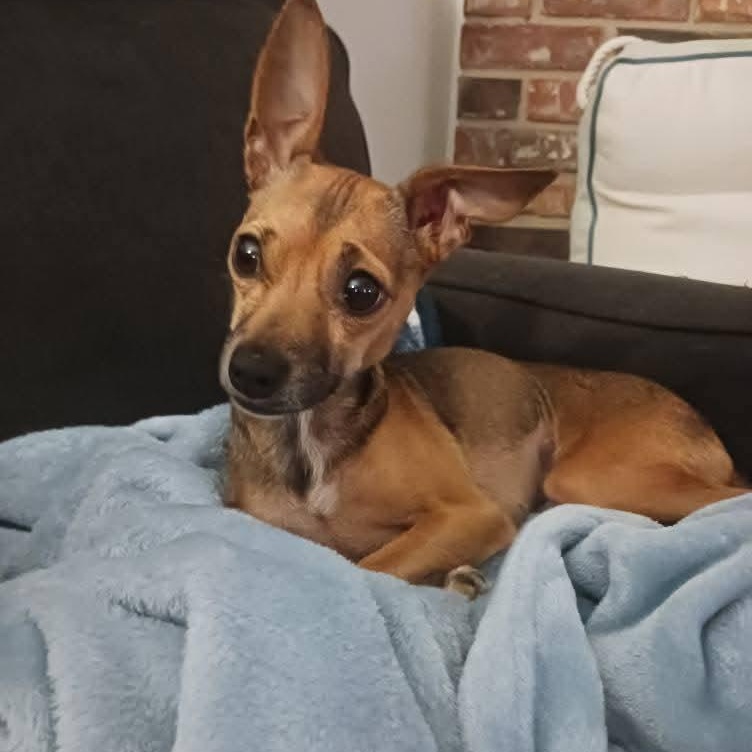 Lucy Lu, a Adoptable mixed breed in Greenville, SC image 1/4