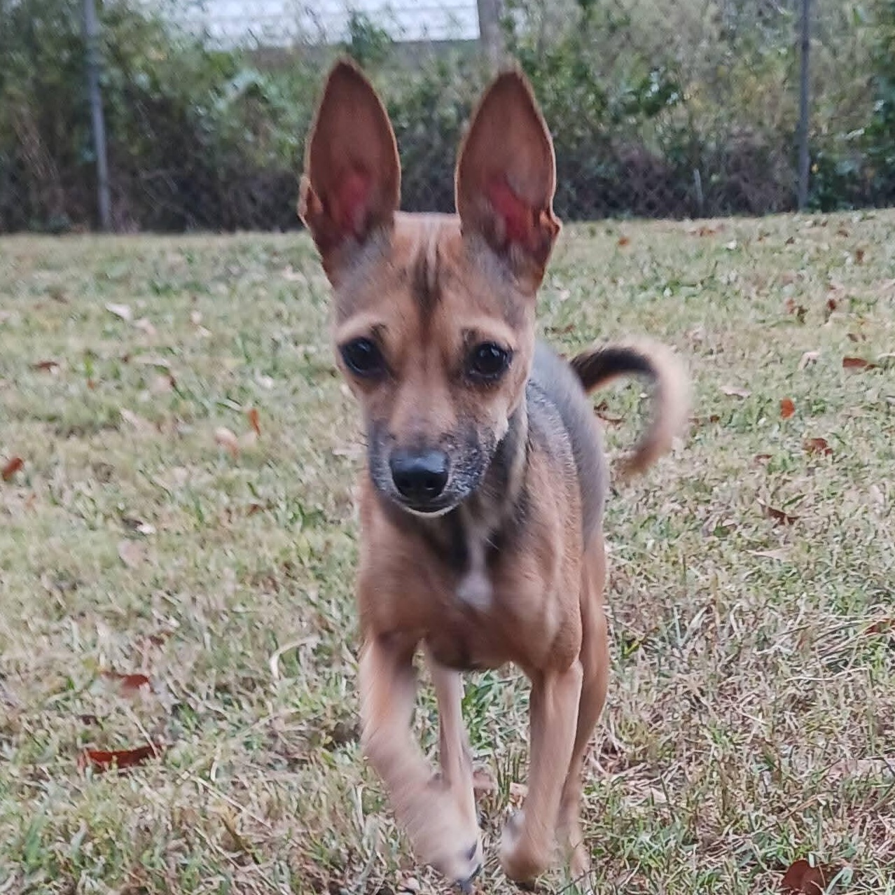 Lucy Lu, a Adoptable mixed breed in Greenville, SC image 4/4