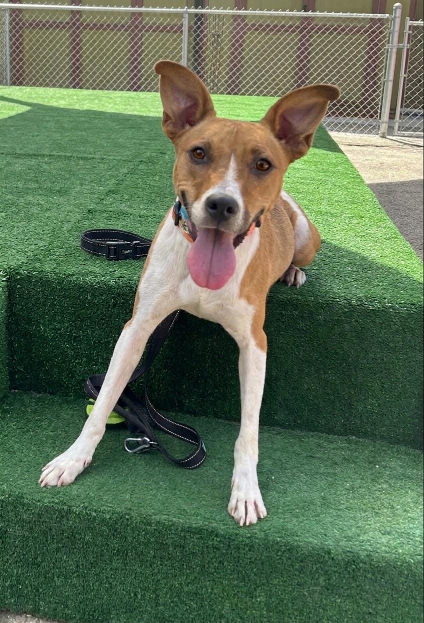 Enlarge Boa - 29 pounds, a Adoptable mixed breed in Burbank, CA image 5/6