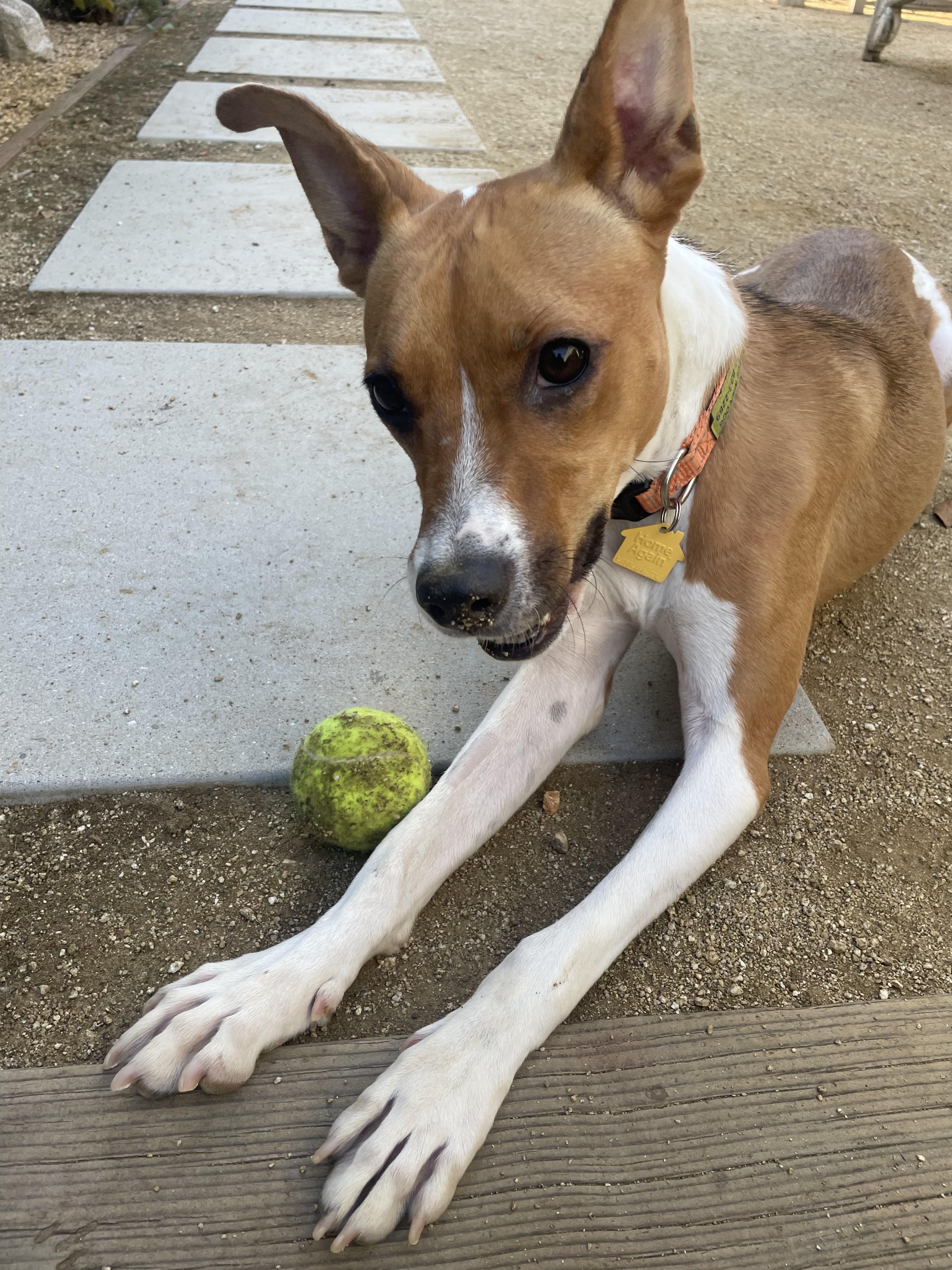 Enlarge Boa - 29 pounds, a Adoptable mixed breed in Burbank, CA image 2/6