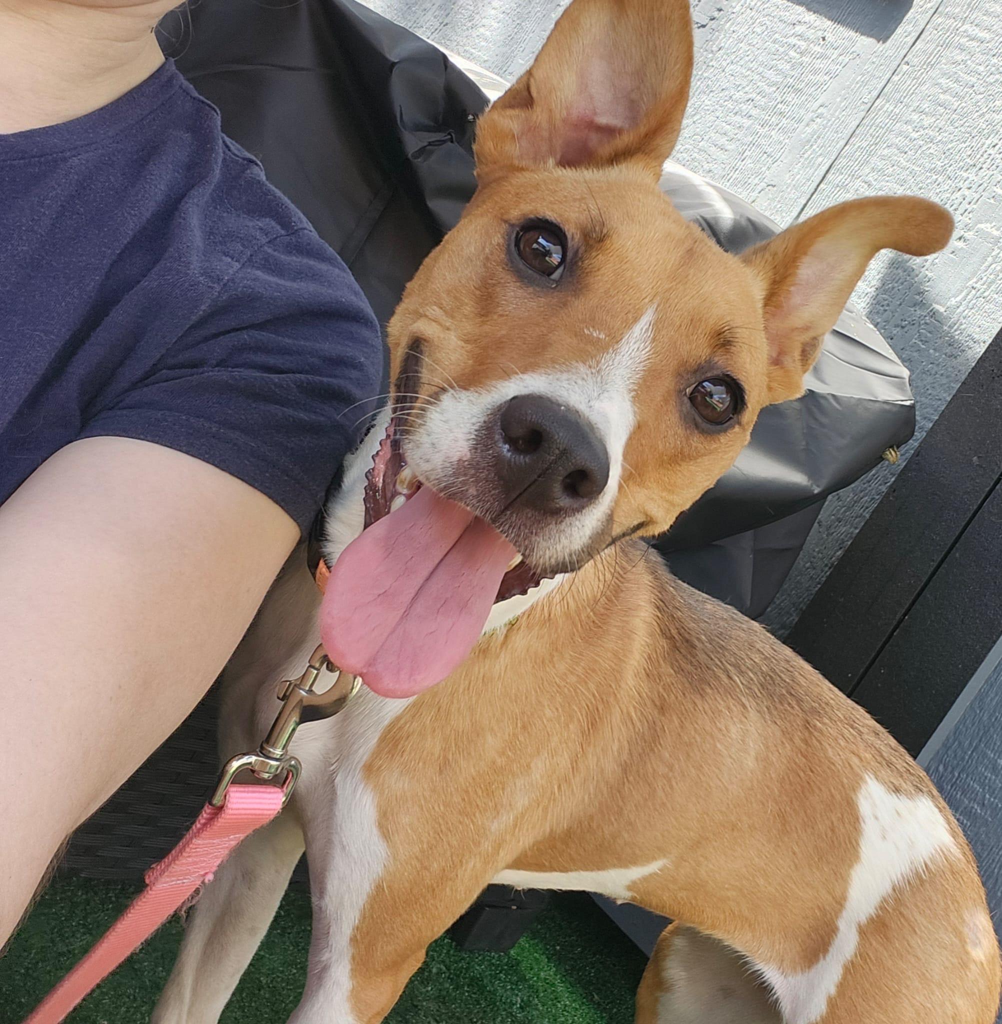 Boa - 29 pounds, Adoptable, Adult Female Basenji & Whippet.