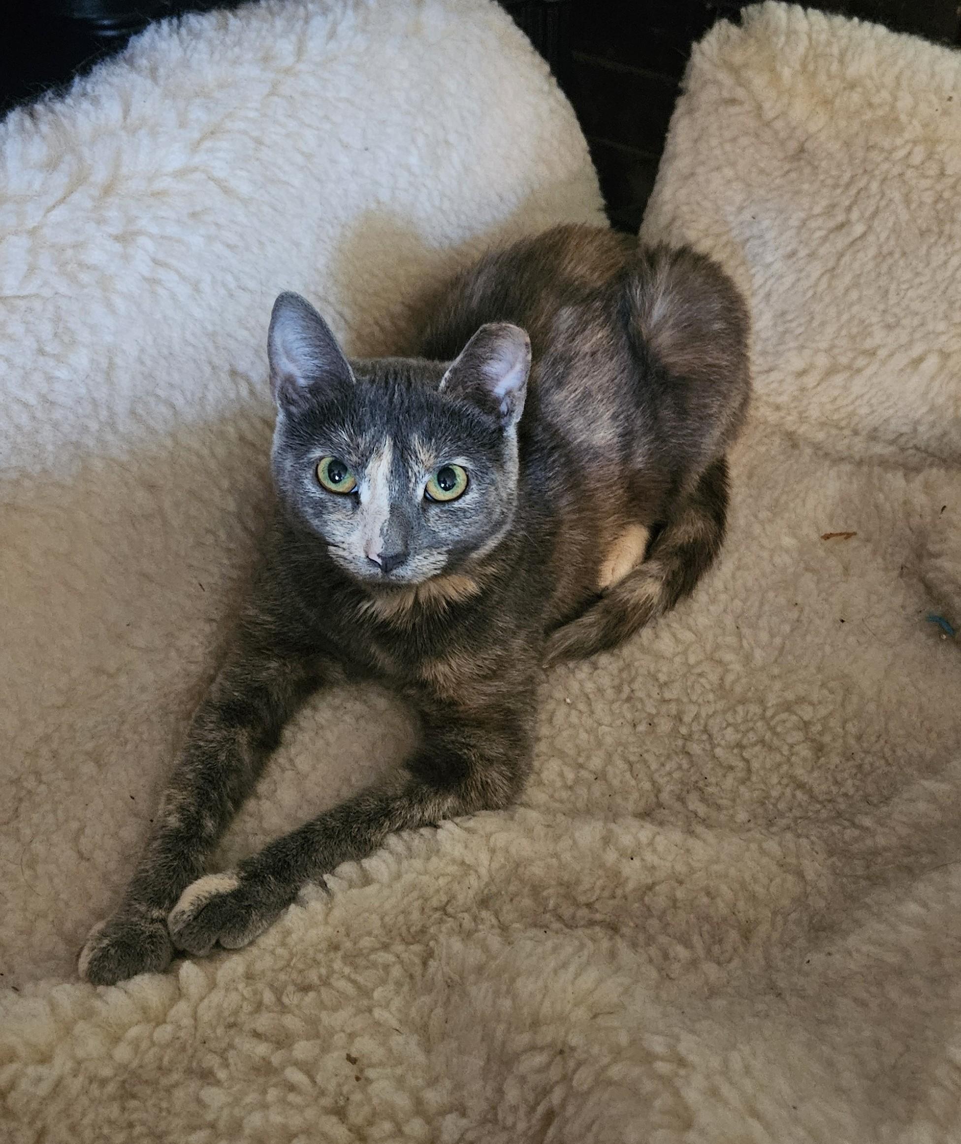 Speckles, a Adoptable Dilute Tortoiseshell in Vacaville, CA image 4/5