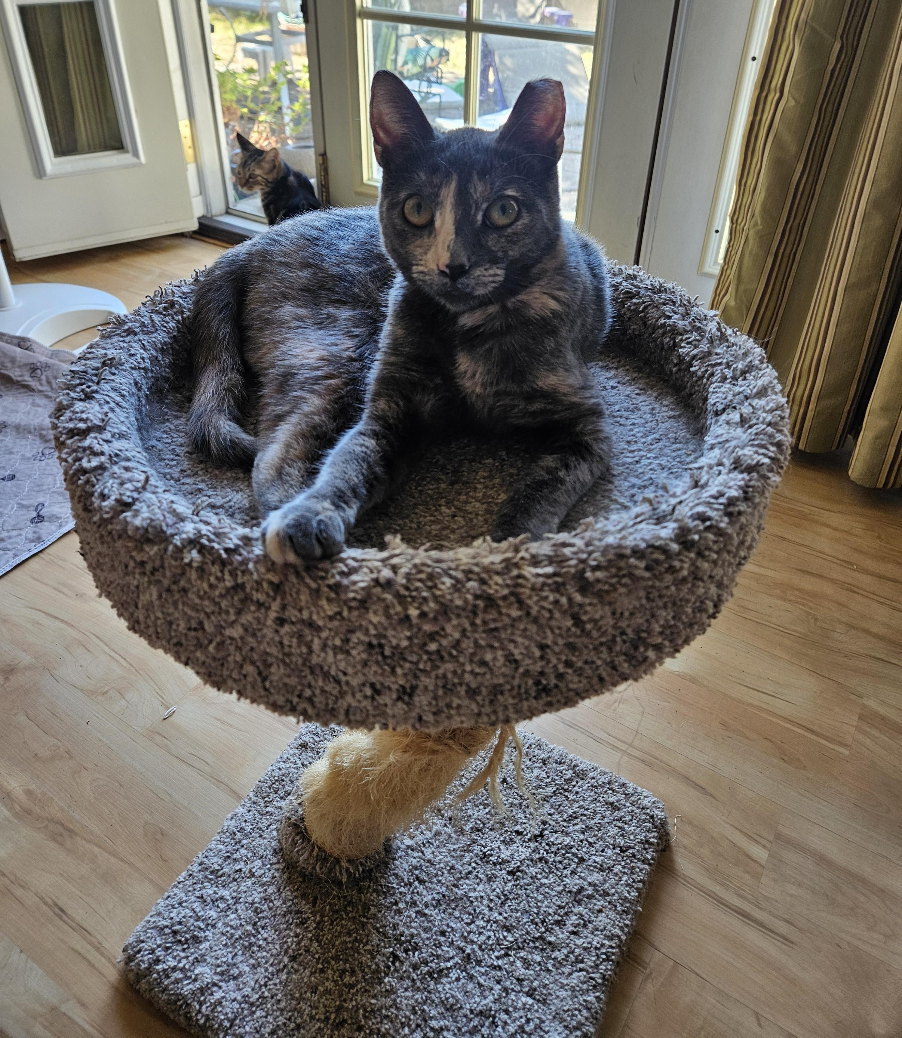 Speckles, a Adoptable Dilute Tortoiseshell in Vacaville, CA image 5/5