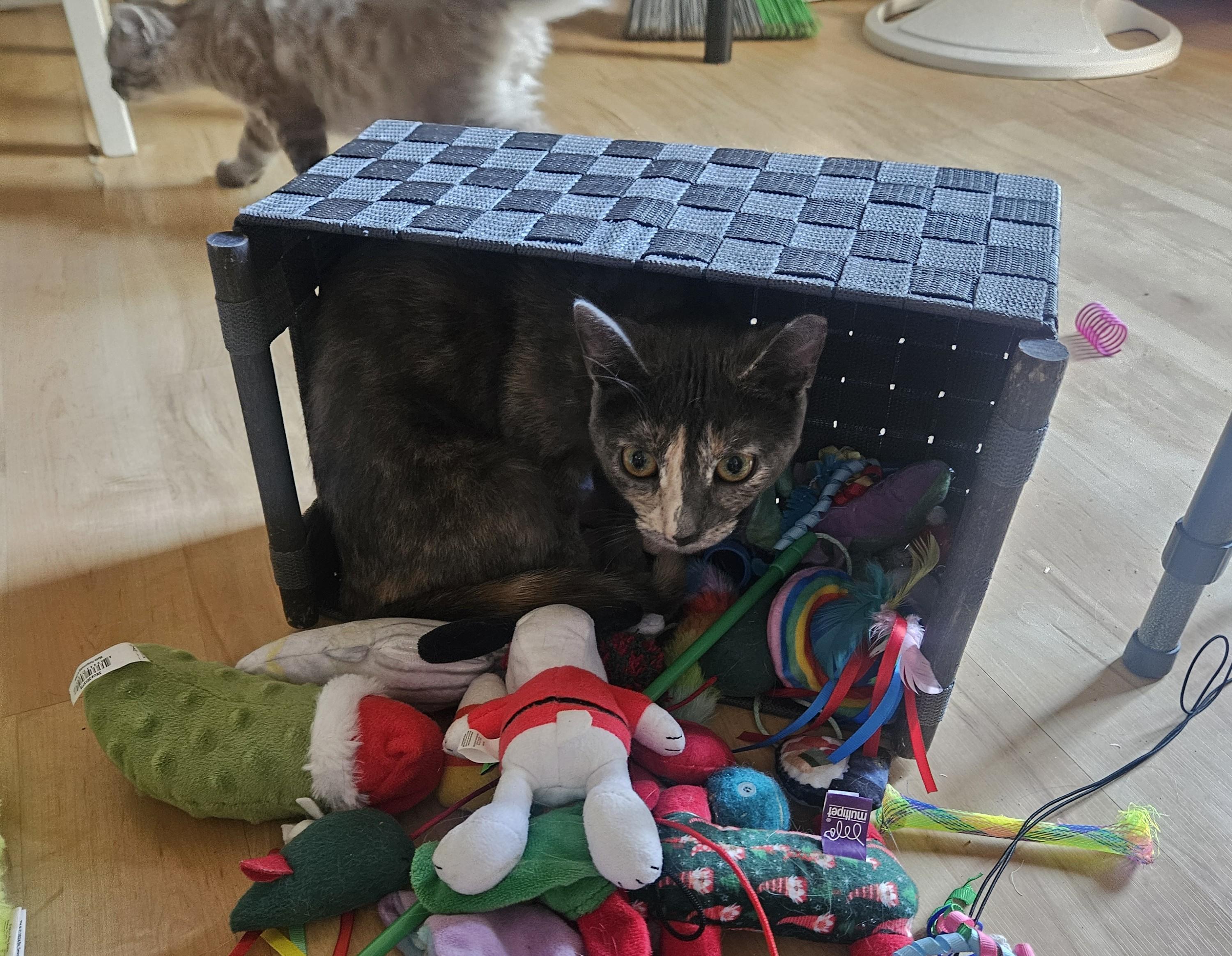 Speckles, a Adoptable Dilute Tortoiseshell in Vacaville, CA image 3/5