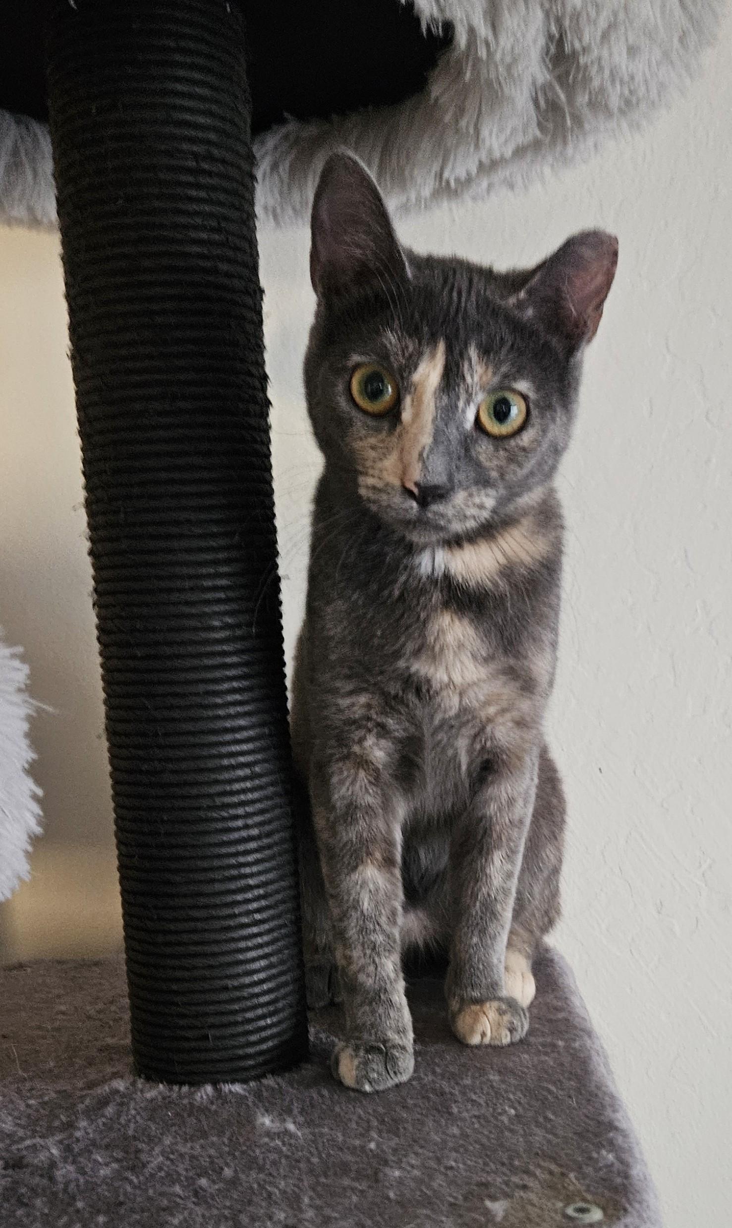 Speckles, a Adoptable Dilute Tortoiseshell in Vacaville, CA image 1/5