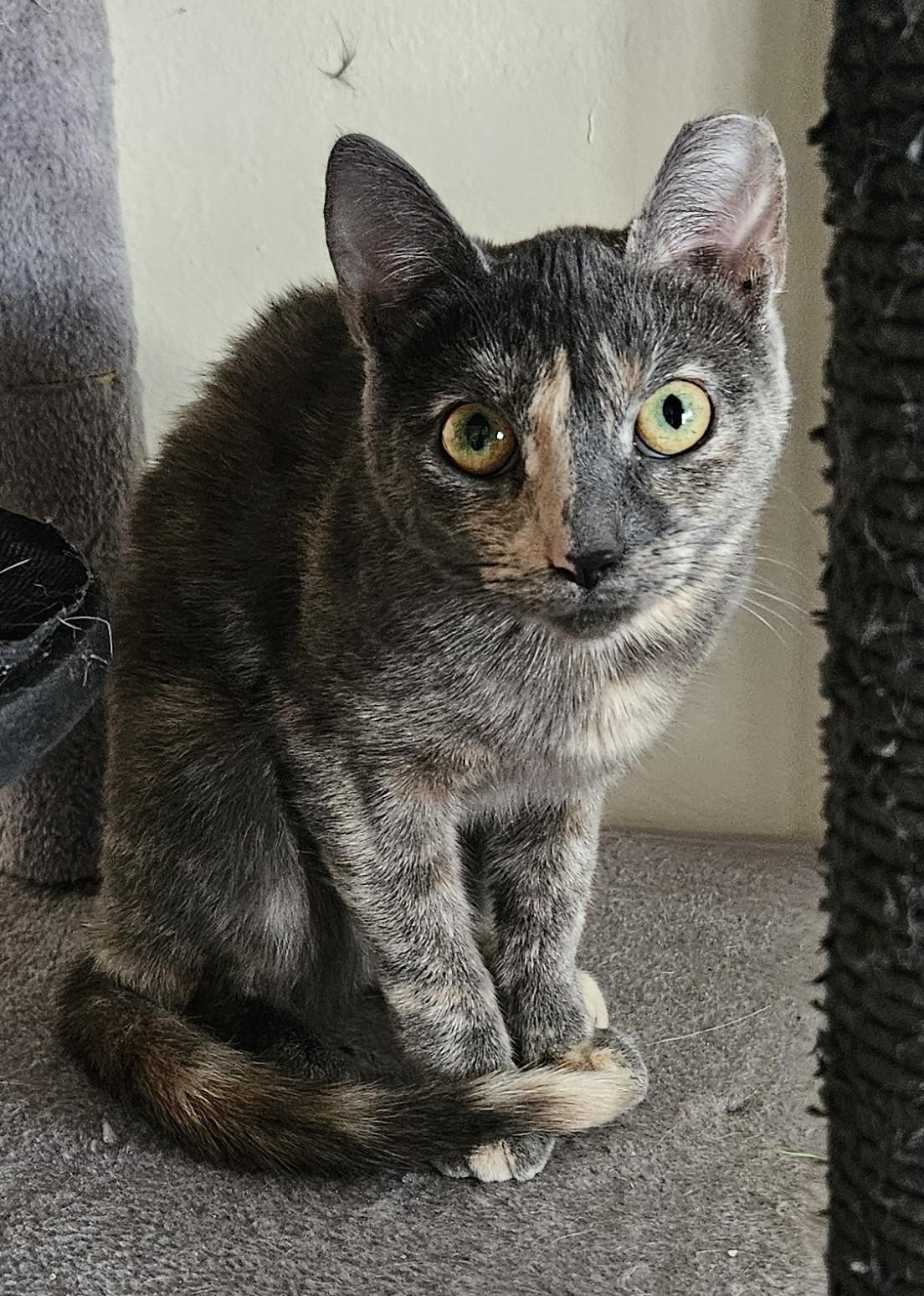 Speckles, a Adoptable Dilute Tortoiseshell in Vacaville, CA image 2/5
