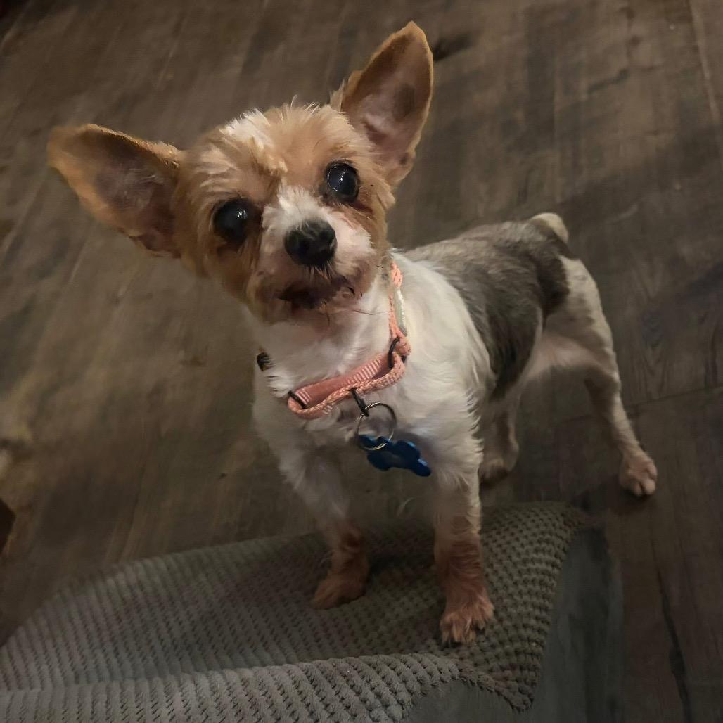 Josie, Adoptable, Senior Female Silky Terrier.