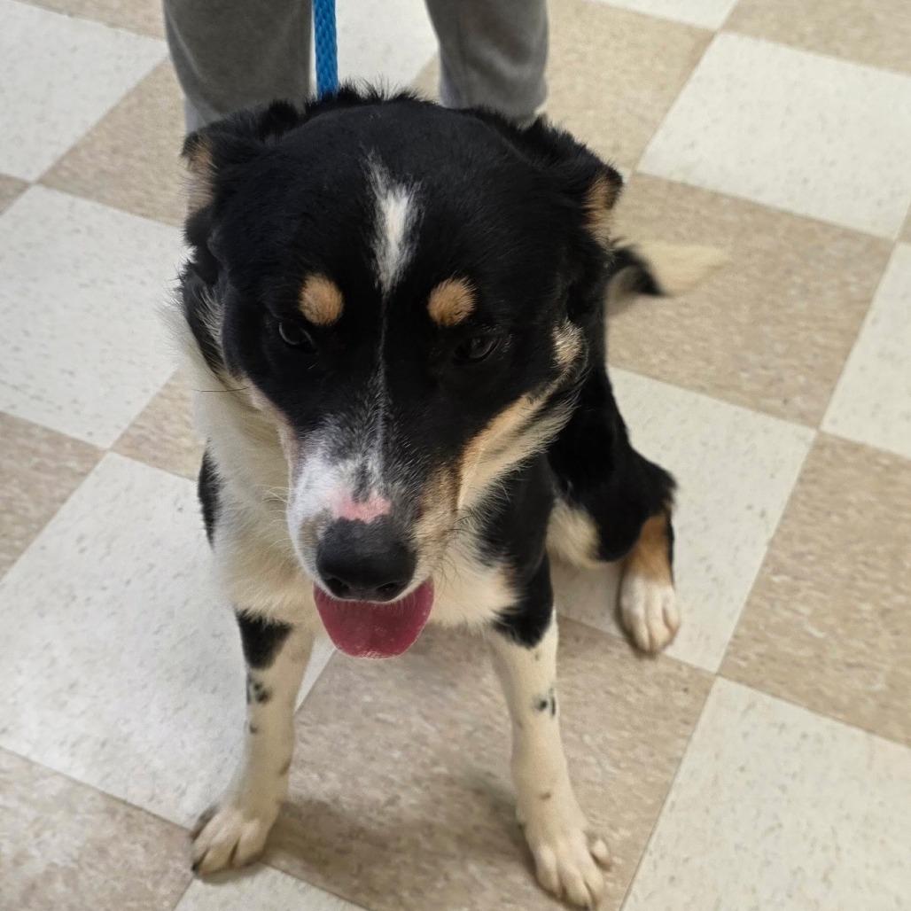 Enlarge Crash, a Adoptable mixed breed in Kingman, KS image 1/3