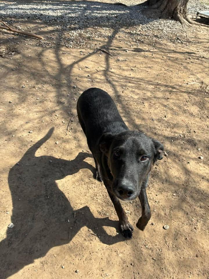 Enlarge Toby, a ADOPTABLE mixed breed in Mason City, IL image 3/3