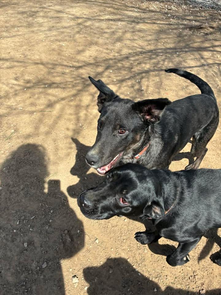 Enlarge Toby, a ADOPTABLE mixed breed in Mason City, IL image 1/3