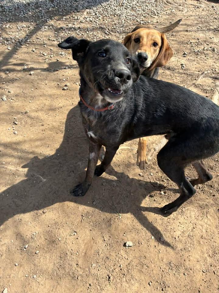 Enlarge Toby, a ADOPTABLE mixed breed in Mason City, IL image 2/3