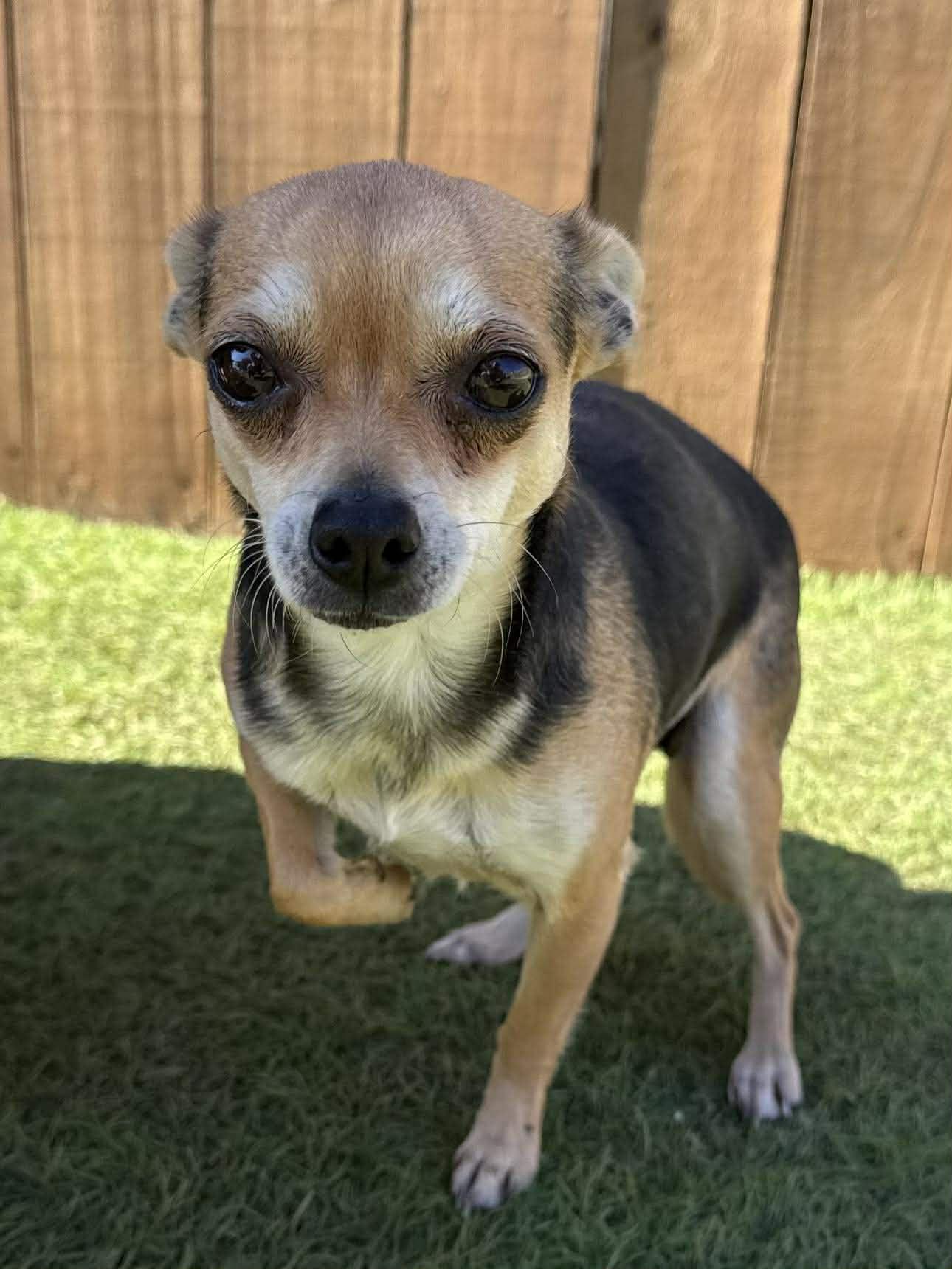 Enlarge Rose, an adopted mixed breed in Snohomish, WA image 2/4