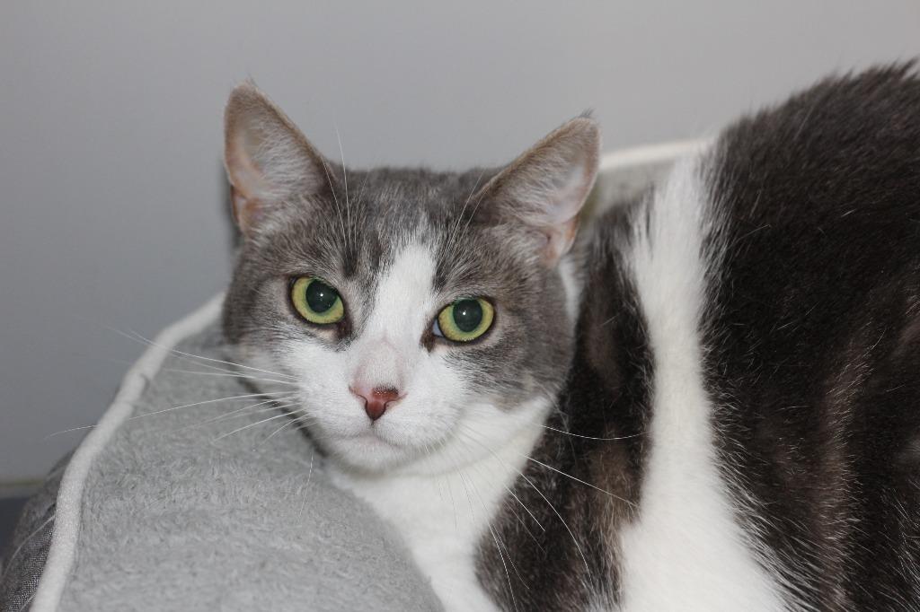 Enlarge Marvin & Mittens(F), a Adoptable mixed breed in Rockford, IL image 1/5