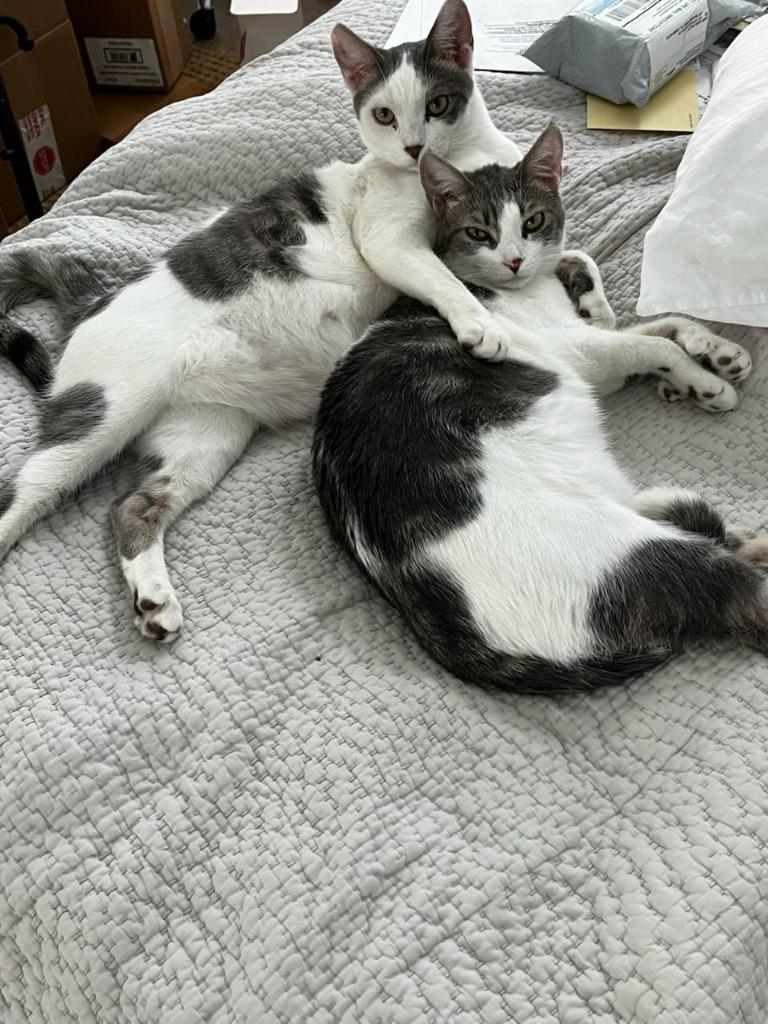 Enlarge Marvin & Mittens(F), a Adoptable mixed breed in Rockford, IL image 2/4