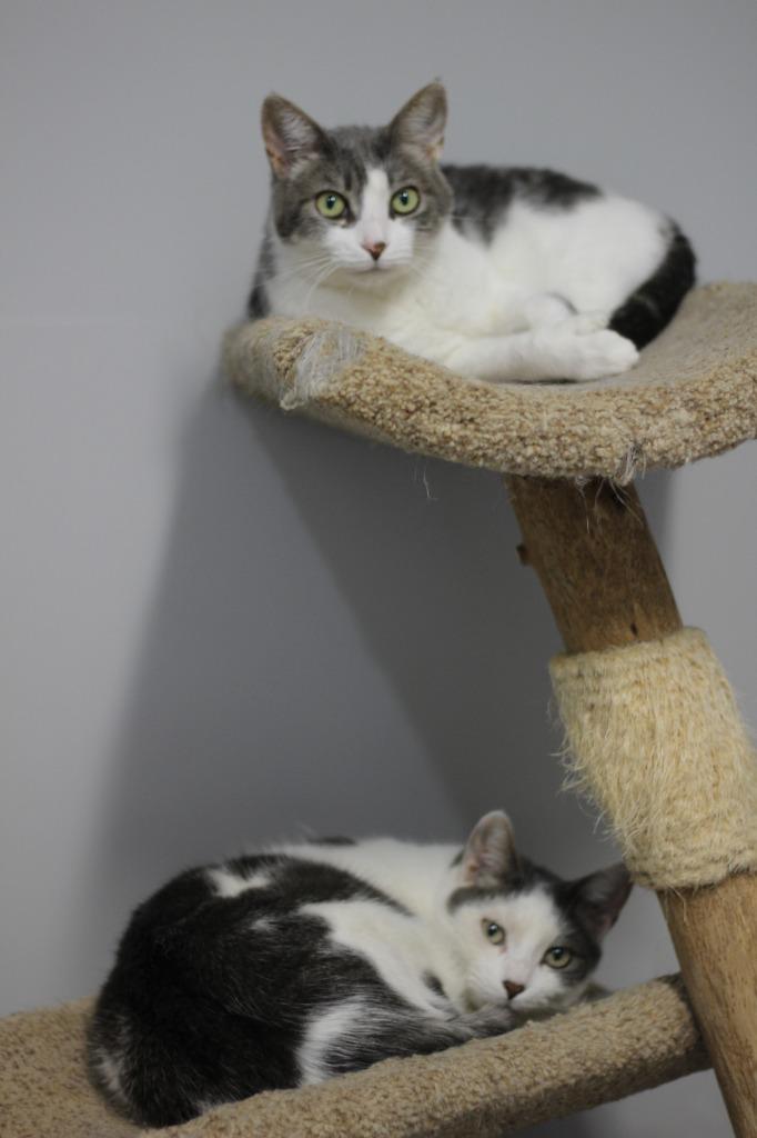 Enlarge Marvin & Mittens(F), a Adoptable mixed breed in Rockford, IL image 2/5