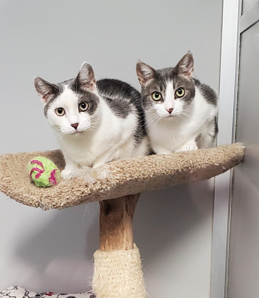 Marvin & Mittens(F), Adoptable, Adult Male Domestic Short Hair.