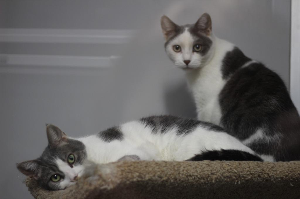 Enlarge Marvin & Mittens(F), a Adoptable mixed breed in Rockford, IL image 3/4