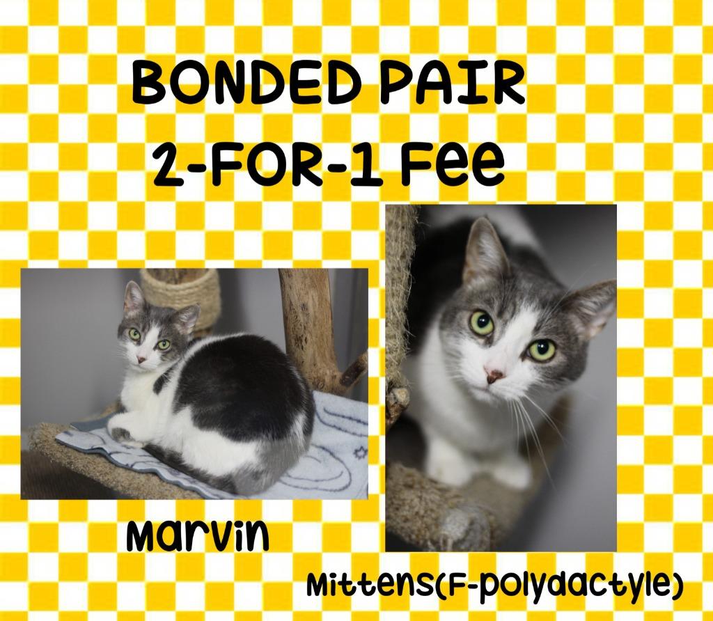 Marvin & Mittens(F), a Adoptable mixed breed in Rockford, IL image 3/3
