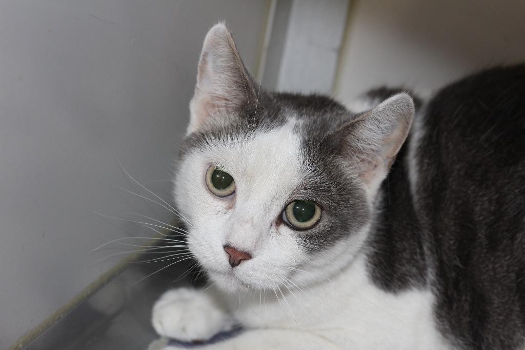 Enlarge Marvin & Mittens(F), a Adoptable mixed breed in Rockford, IL image 5/5