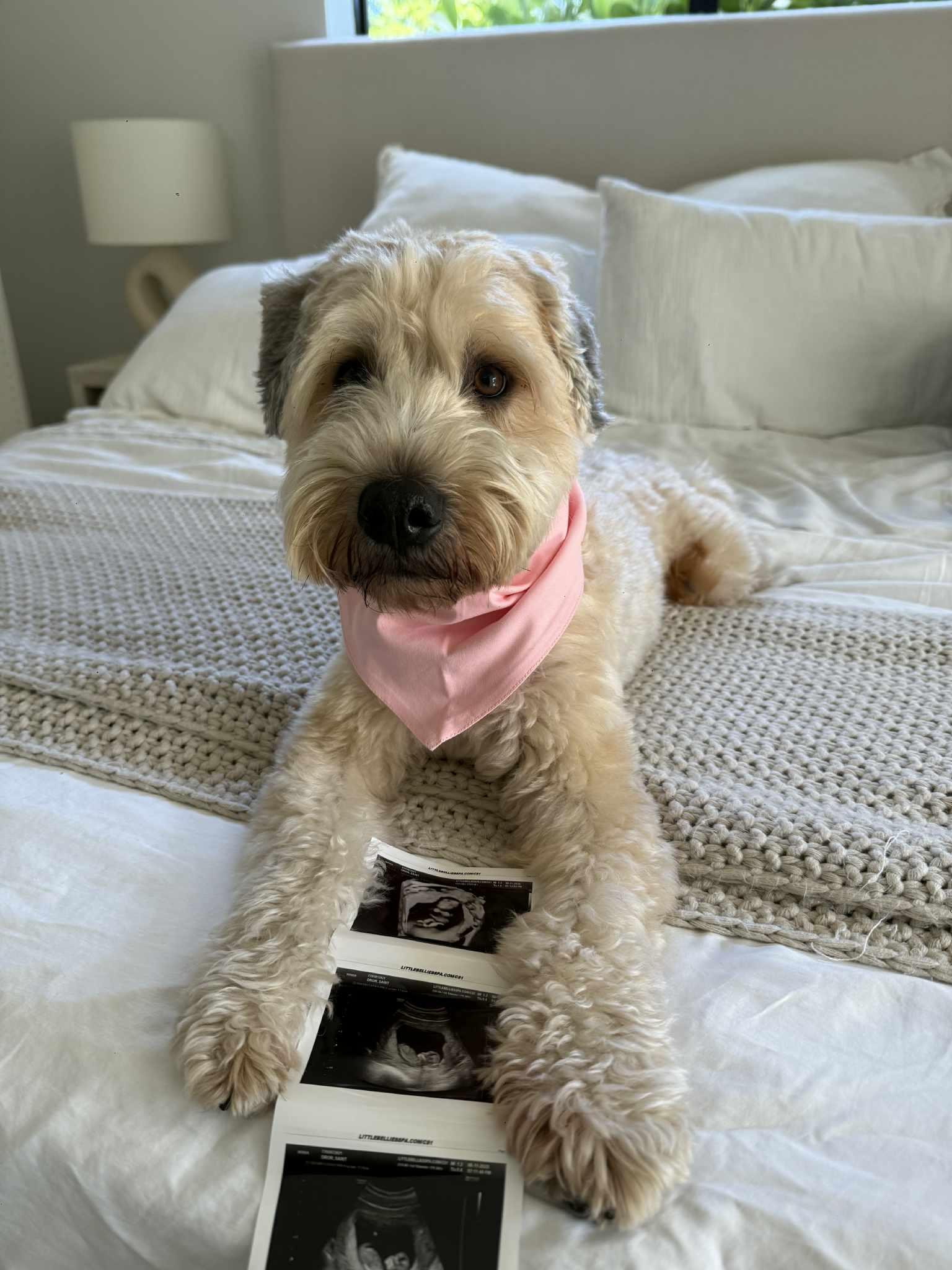 Enlarge Brody, an adopted Wheaten Terrier in Palmetto Bay, FL image 1/3
