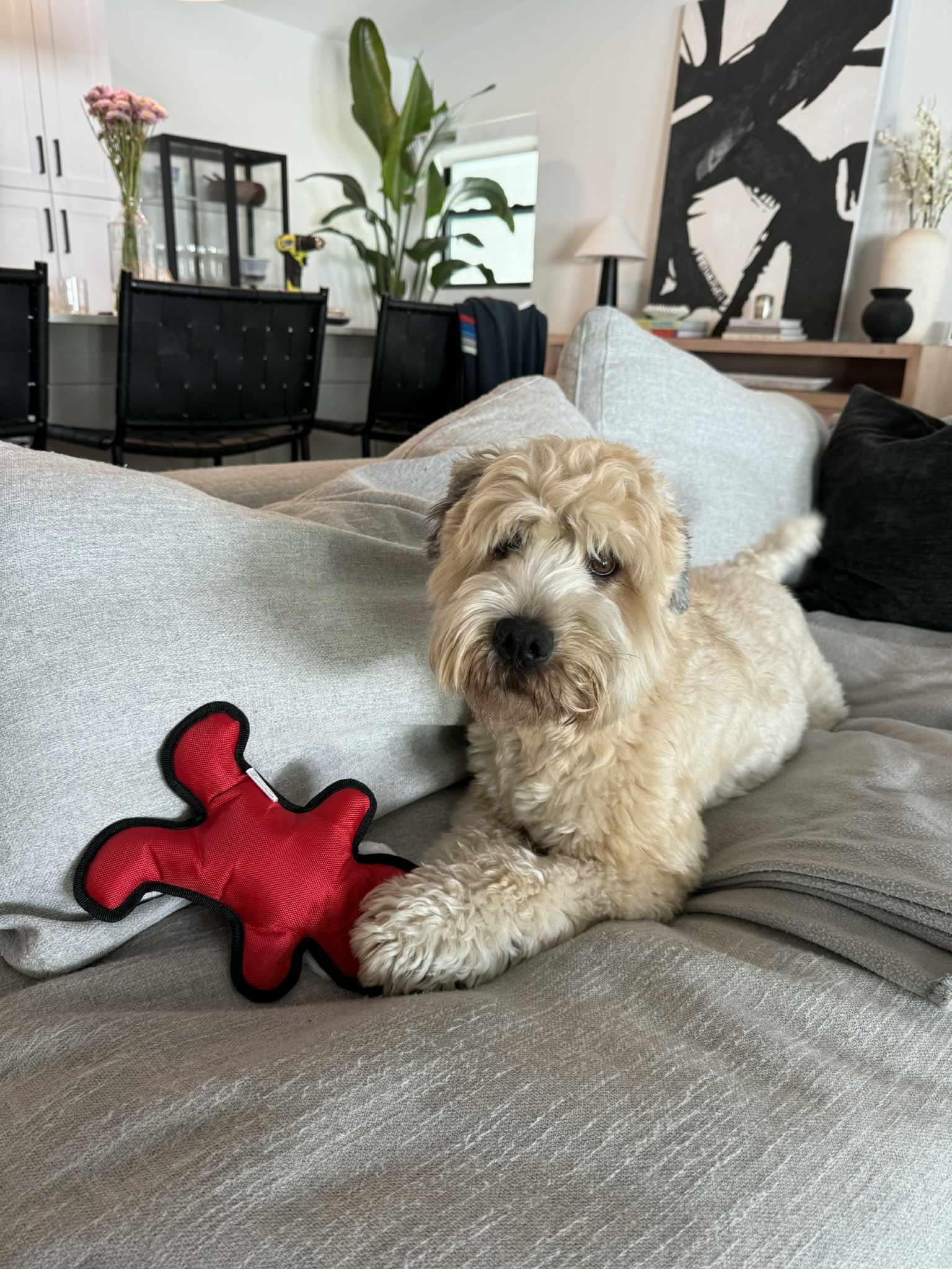 Enlarge Brody, an adopted Wheaten Terrier in Palmetto Bay, FL image 2/3