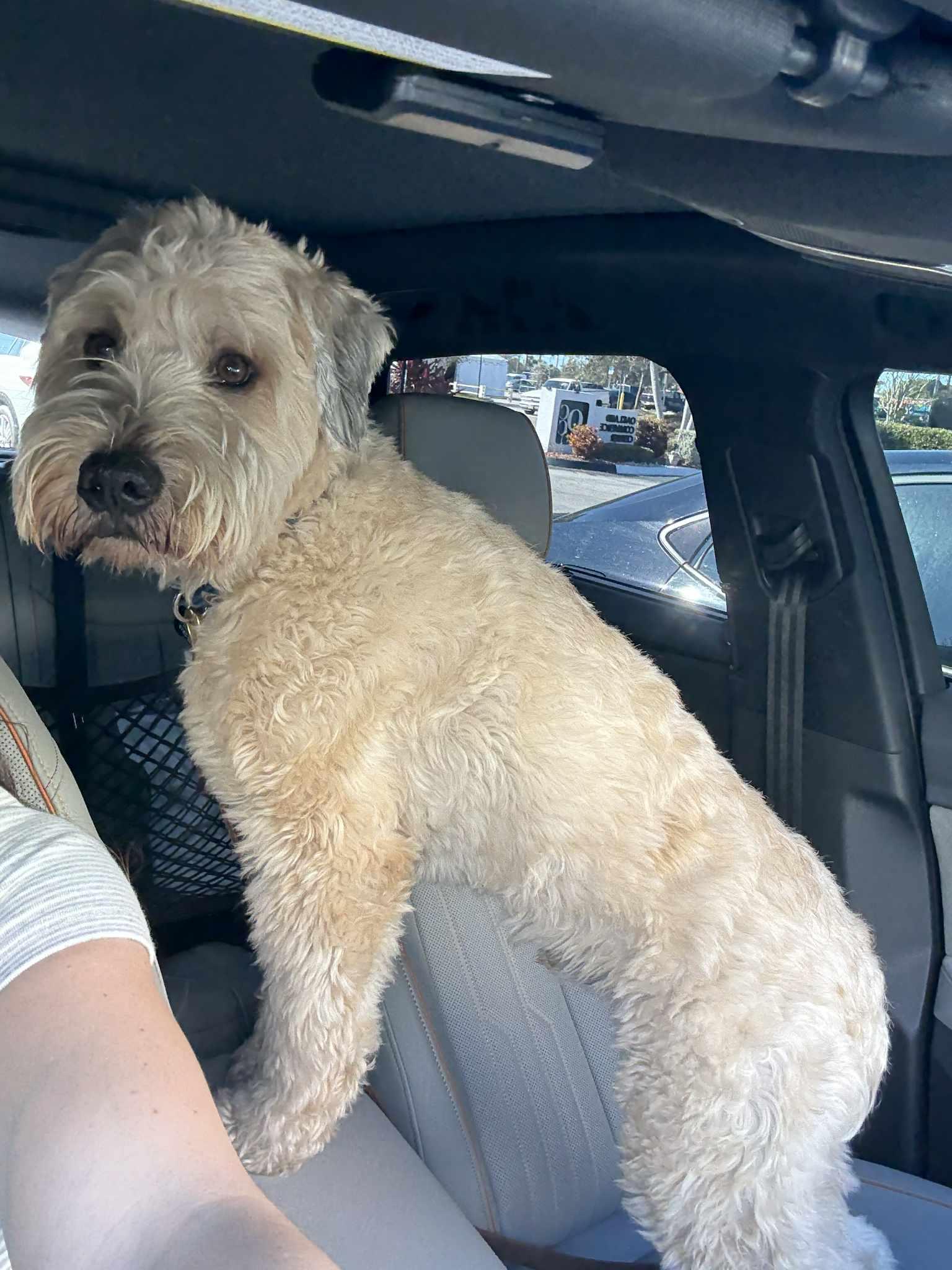 Enlarge Brody, an adopted Wheaten Terrier in Palmetto Bay, FL image 3/3