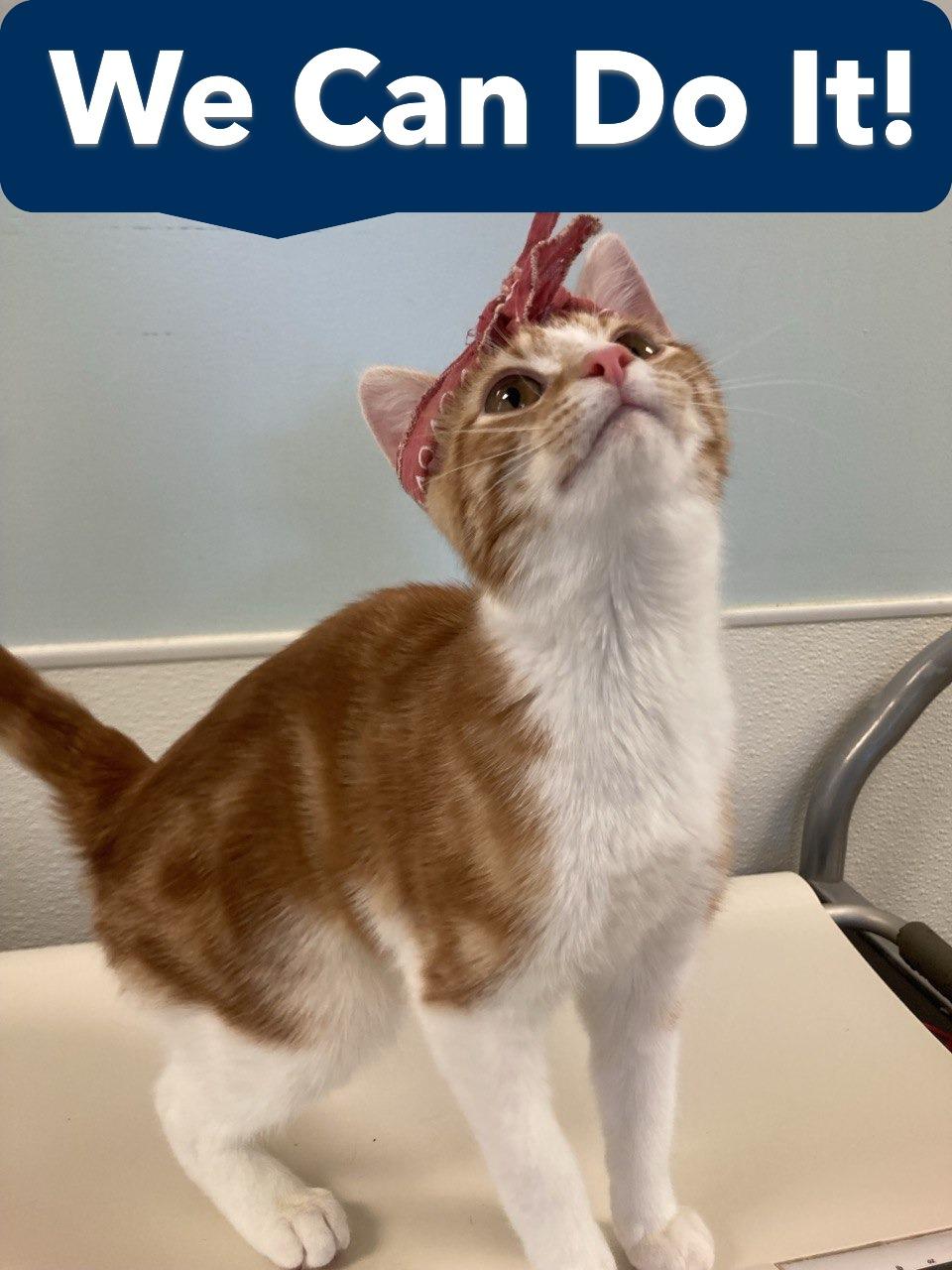 Rosie the Riveter, adopted, Kitten Female Domestic Short Hair.