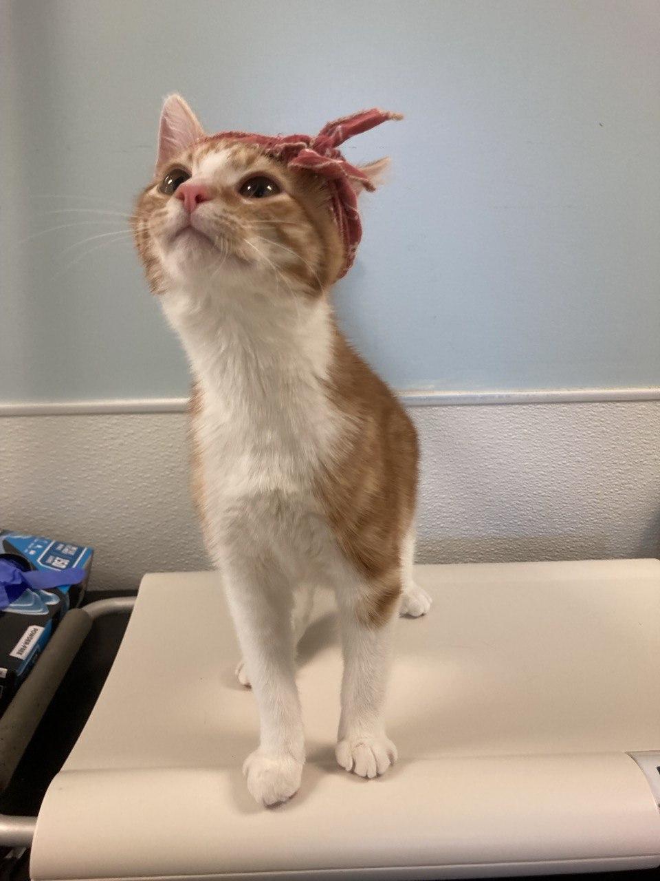 Enlarge Rosie the Riveter, an adopted Domestic Short Hair in Cincinnati, OH image 2/3