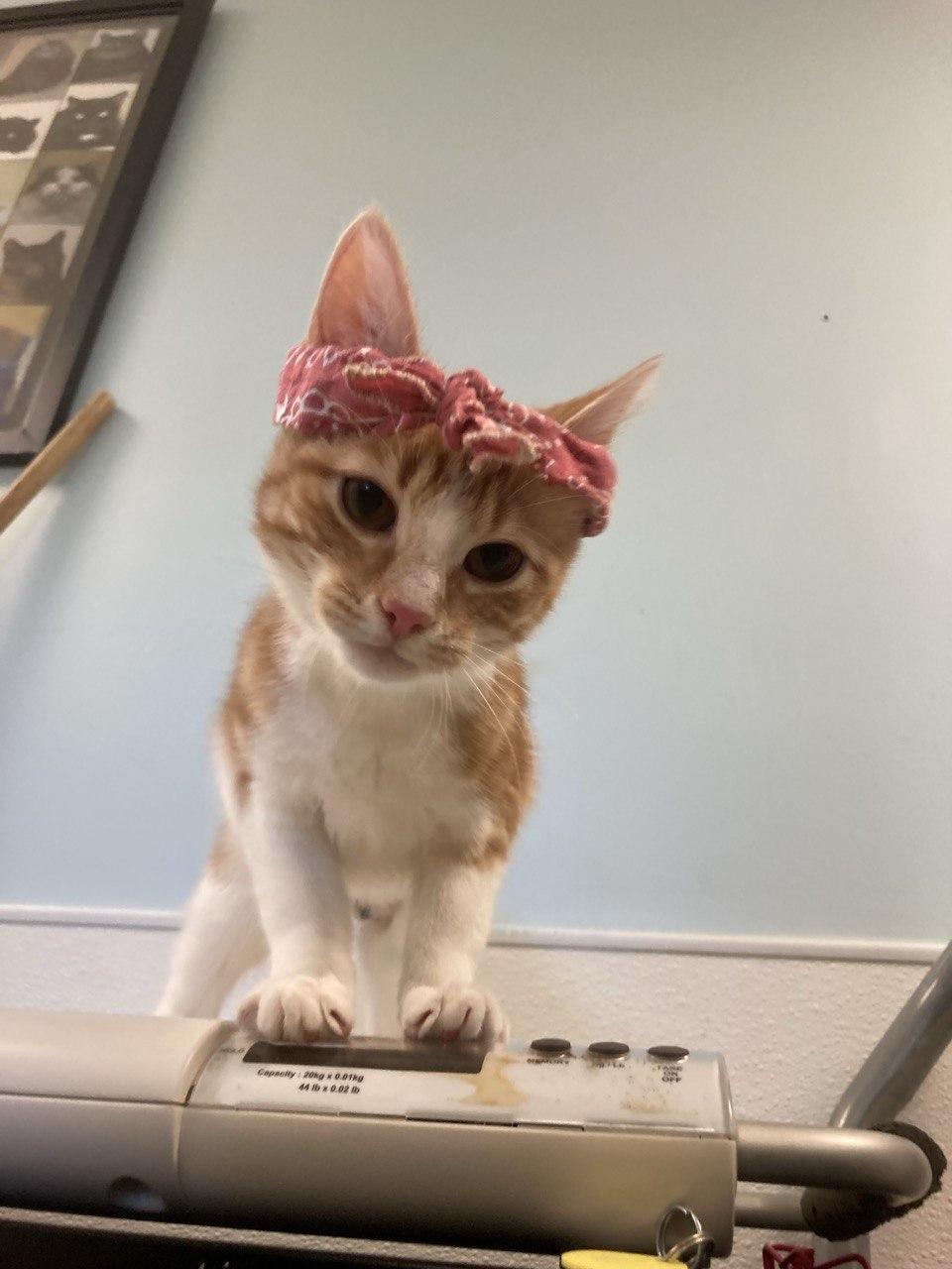 Enlarge Rosie the Riveter, an adopted Domestic Short Hair in Cincinnati, OH image 3/3
