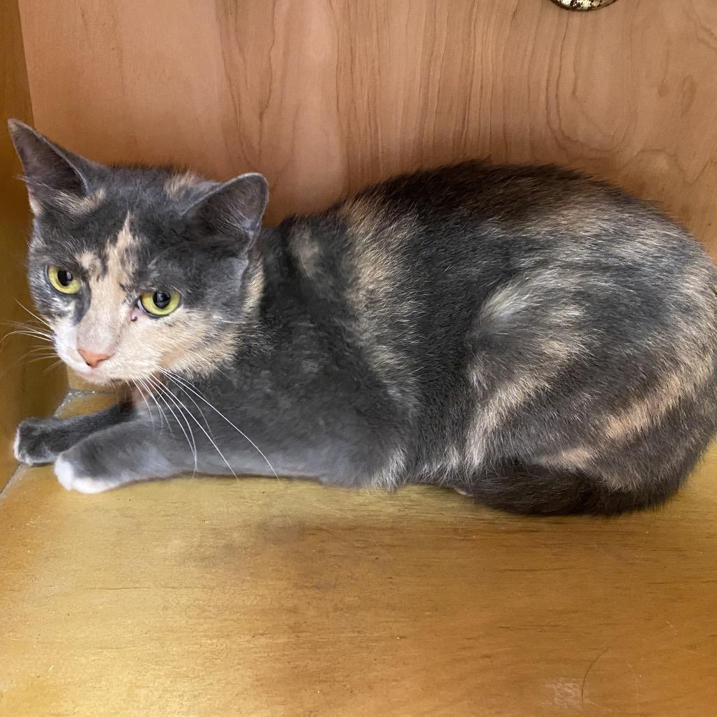 Bisque, Adoptable, Adult Female Domestic Short Hair.