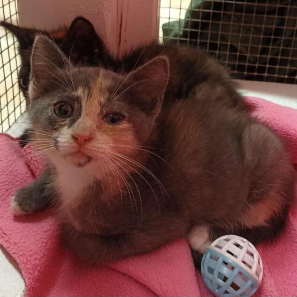 Enlarge Bisque, a Adoptable Domestic Short Hair in Monroe, LA image 2/2