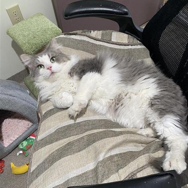 Greyson — thumbnail 2