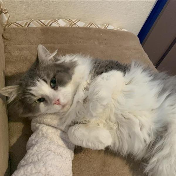 Greyson — thumbnail 4