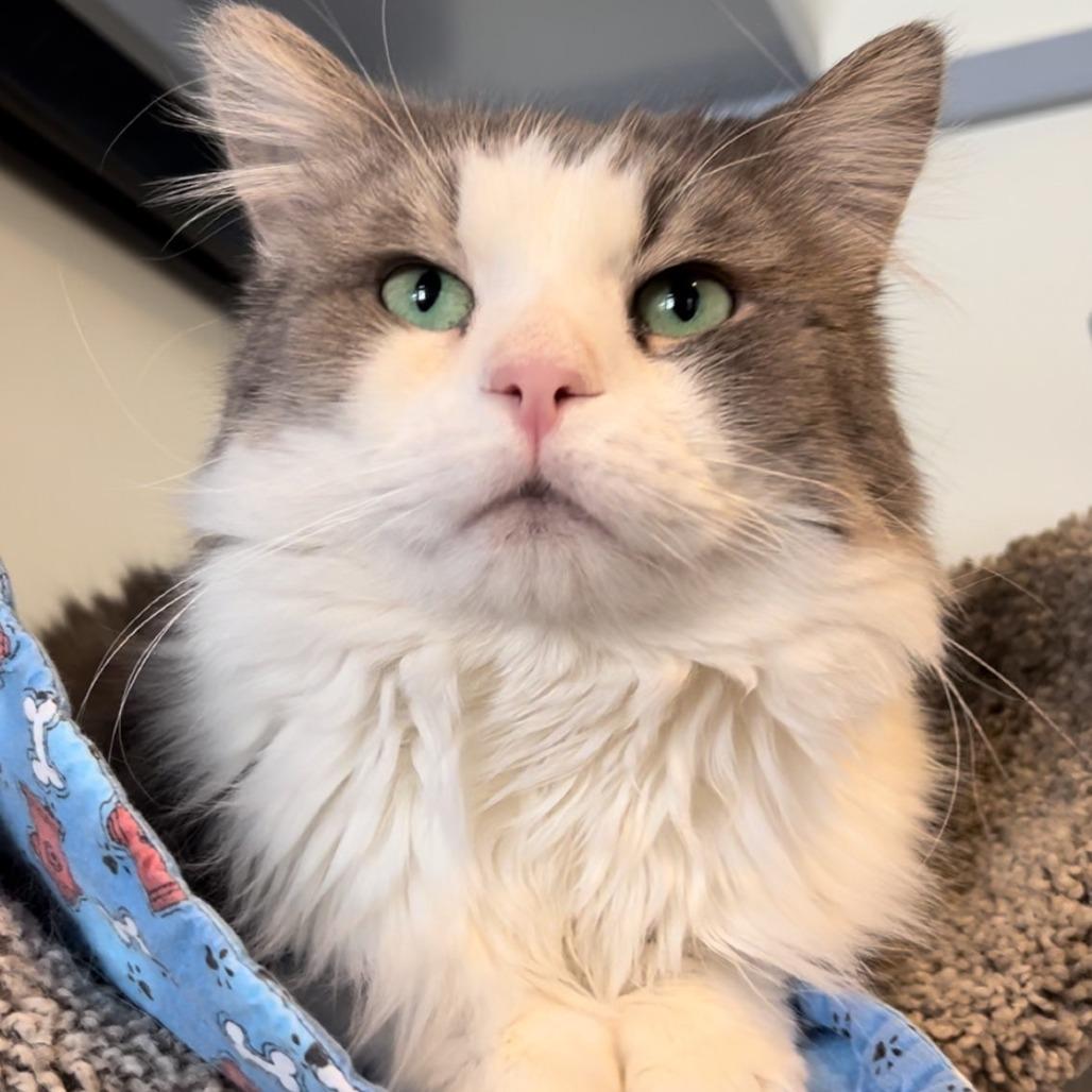 Greyson — thumbnail 5