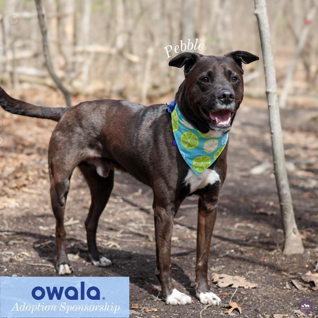 Enlarge Pebble, a Adoptable mixed breed in Hopkinton, MA image 1/6