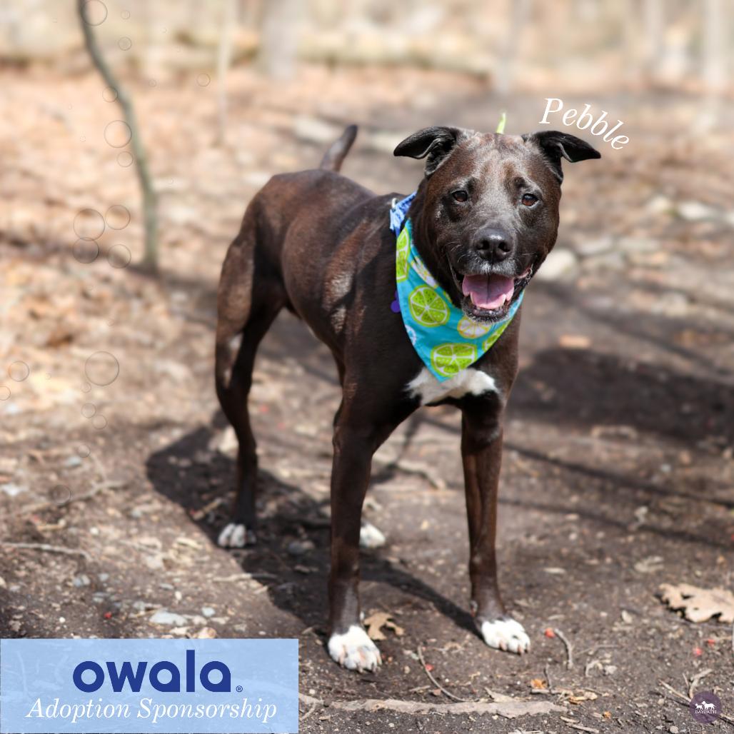 Enlarge Pebble, a Adoptable mixed breed in Hopkinton, MA image 2/6