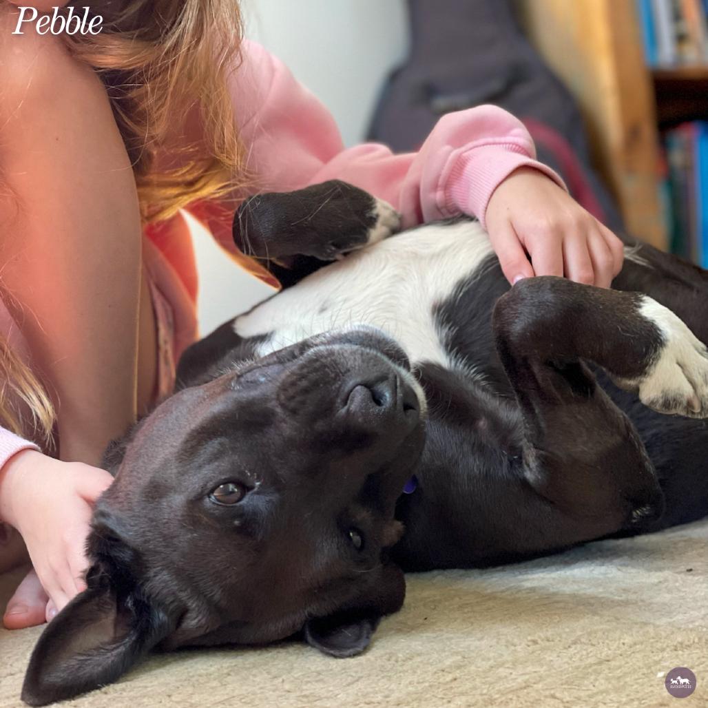 Enlarge Pebble, a Adoptable mixed breed in Hopkinton, MA image 2/6