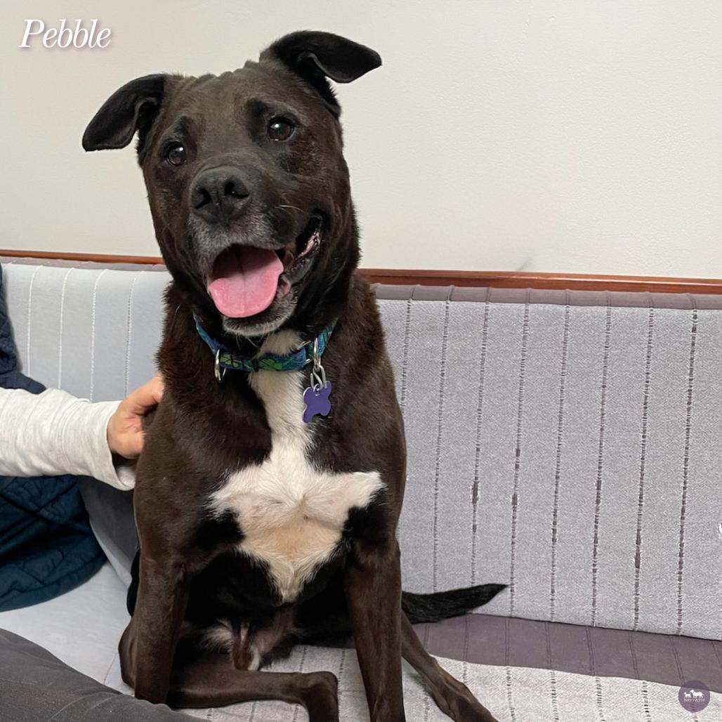 Enlarge Pebble, a Adoptable mixed breed in Hopkinton, MA image 1/6