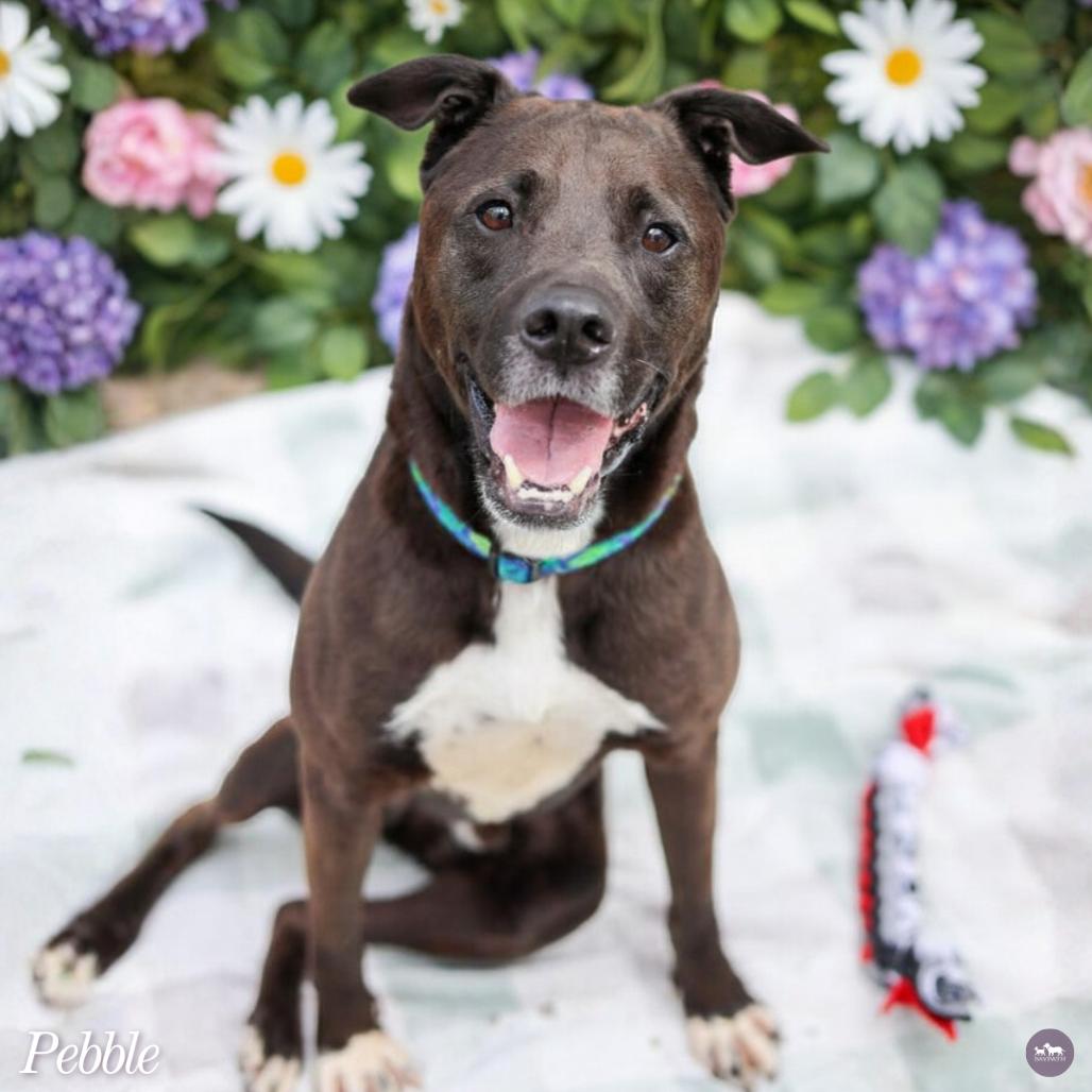 Enlarge Pebble, a Adoptable mixed breed in Hopkinton, MA image 2/6