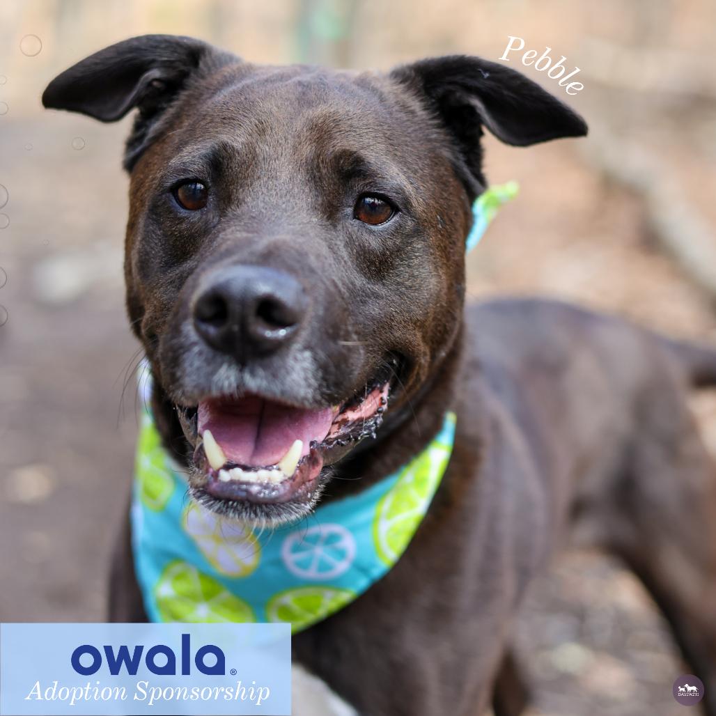 Enlarge Pebble, a Adoptable mixed breed in Hopkinton, MA image 4/6