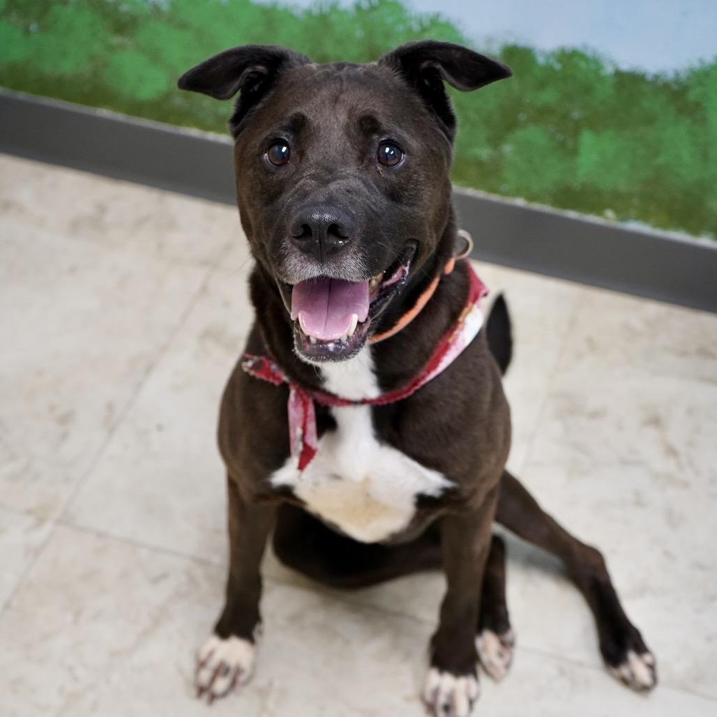 Enlarge Pebble, a Adoptable mixed breed in Hopkinton, MA image 3/6