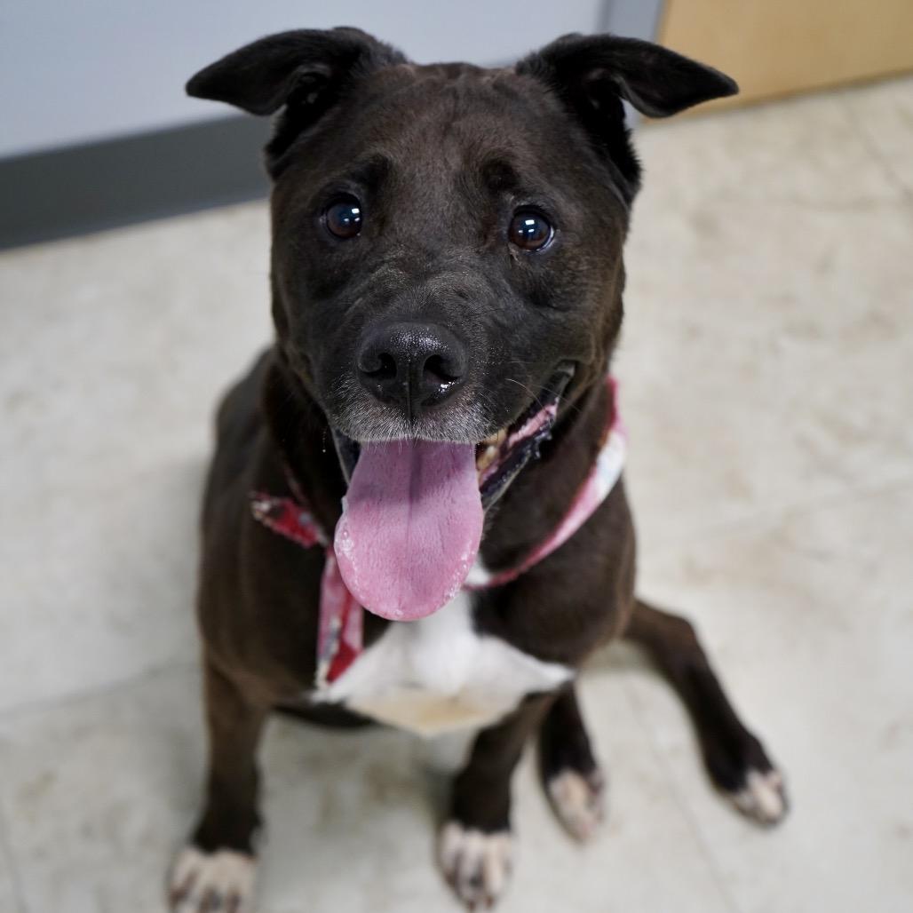 Enlarge Pebble, a Adoptable mixed breed in Hopkinton, MA image 4/6