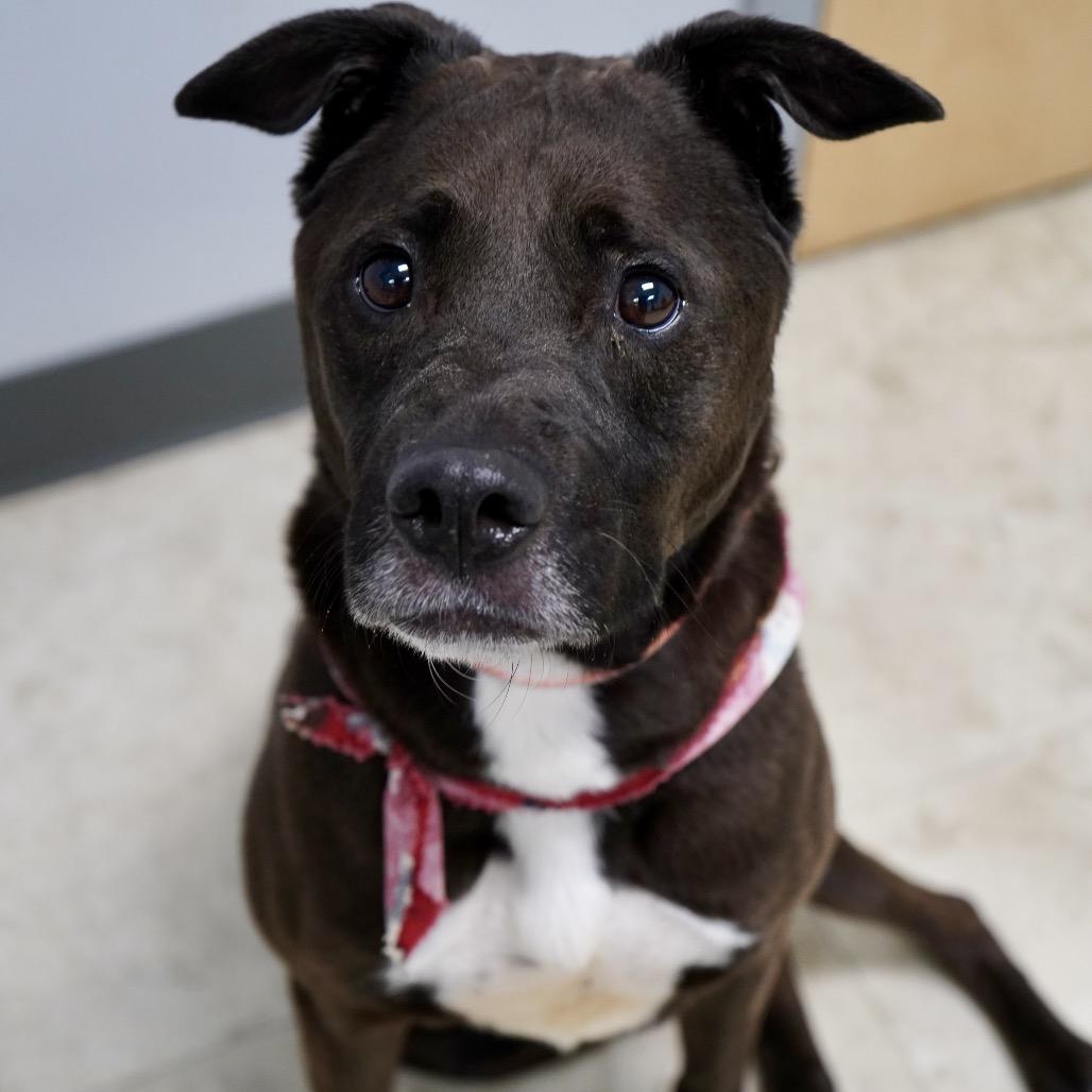 Enlarge Pebble, a Adoptable mixed breed in Hopkinton, MA image 5/6