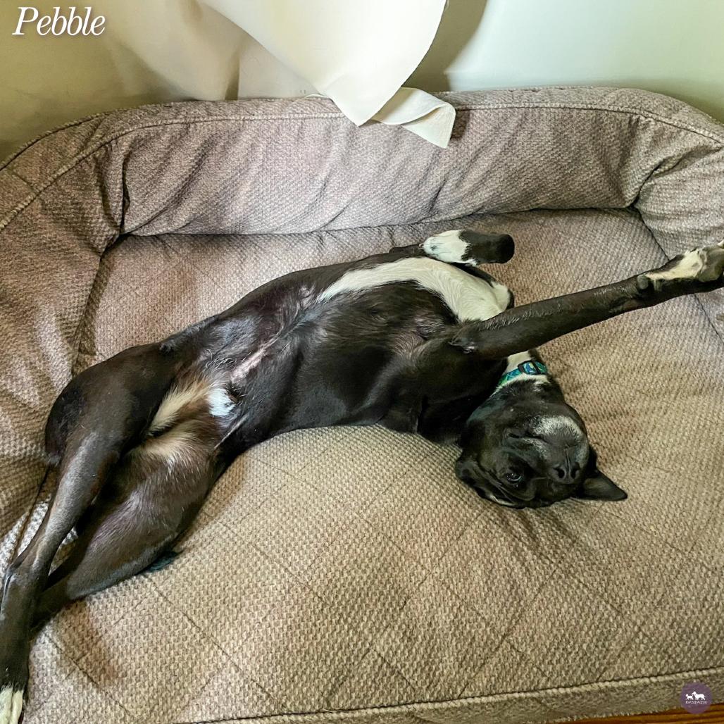 Enlarge Pebble, a Adoptable mixed breed in Hopkinton, MA image 3/6