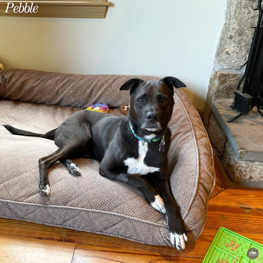 Enlarge Pebble, a Adoptable mixed breed in Hopkinton, MA image 4/6