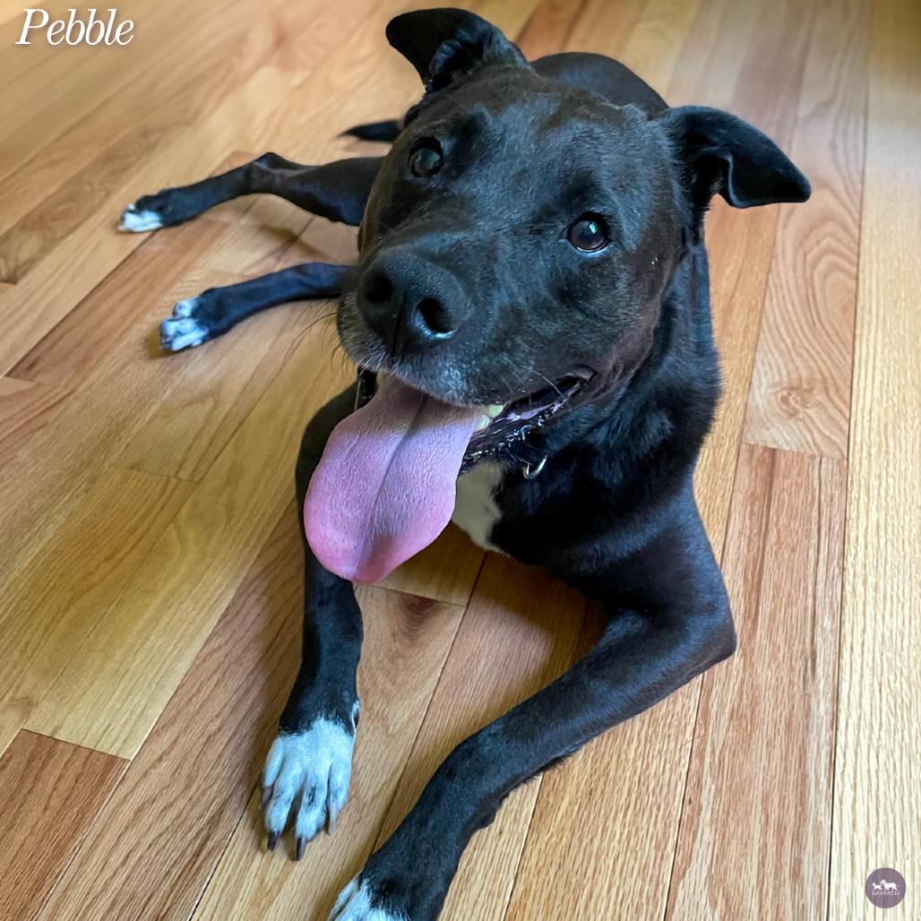 Enlarge Pebble, a Adoptable mixed breed in Hopkinton, MA image 5/6
