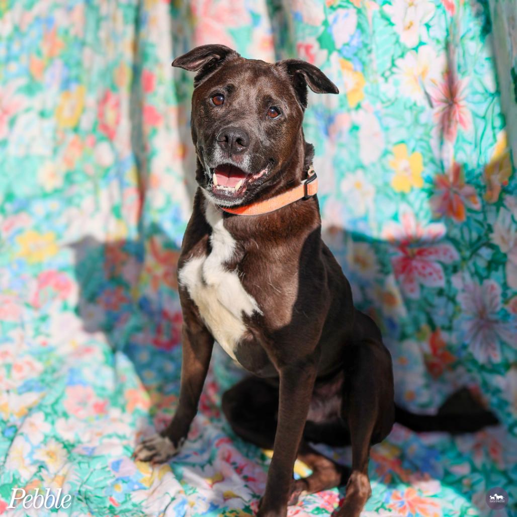Enlarge Pebble, a Adoptable mixed breed in Hopkinton, MA image 6/6