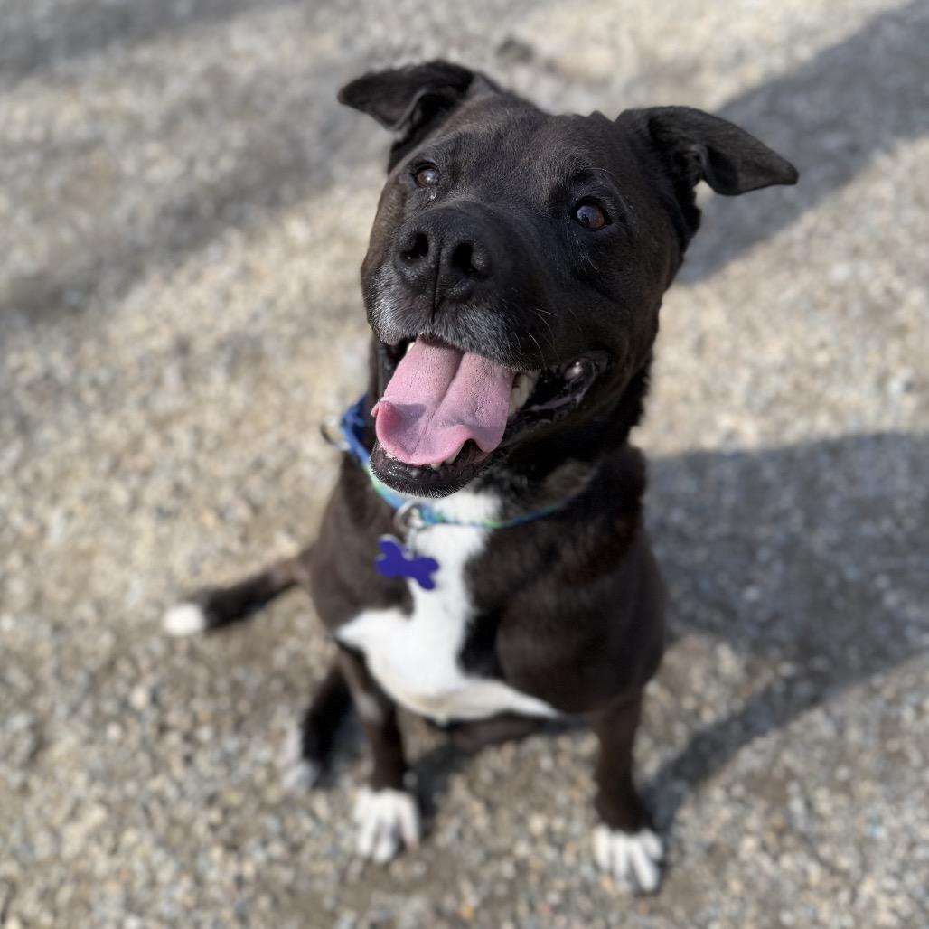 Enlarge Pebble, a Adoptable mixed breed in Hopkinton, MA image 6/6